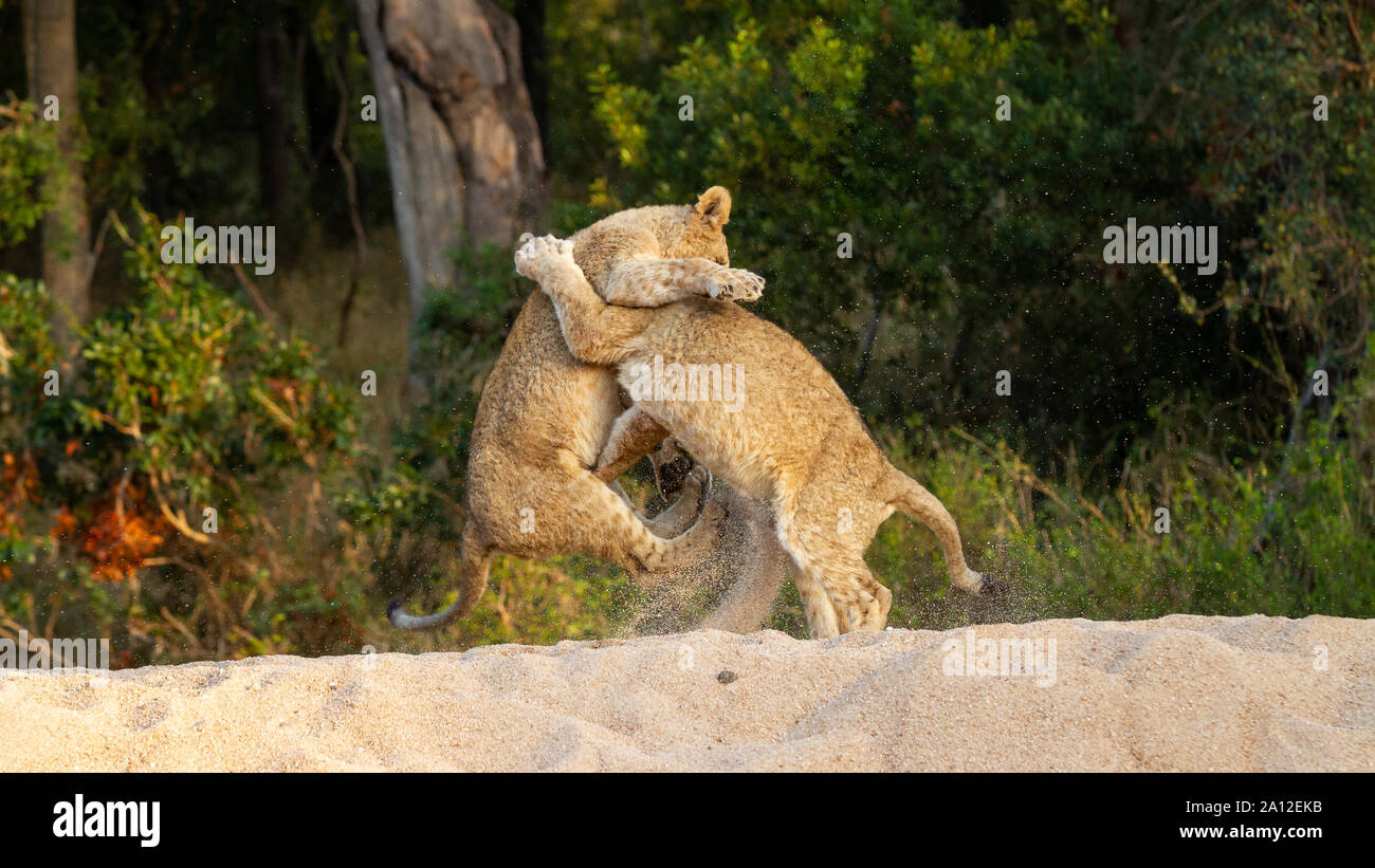 Zwei Löwinnen, Panthera leo, spielen zusammen und auf ihren Hinterbeinen zu kämpfen. Stockfoto