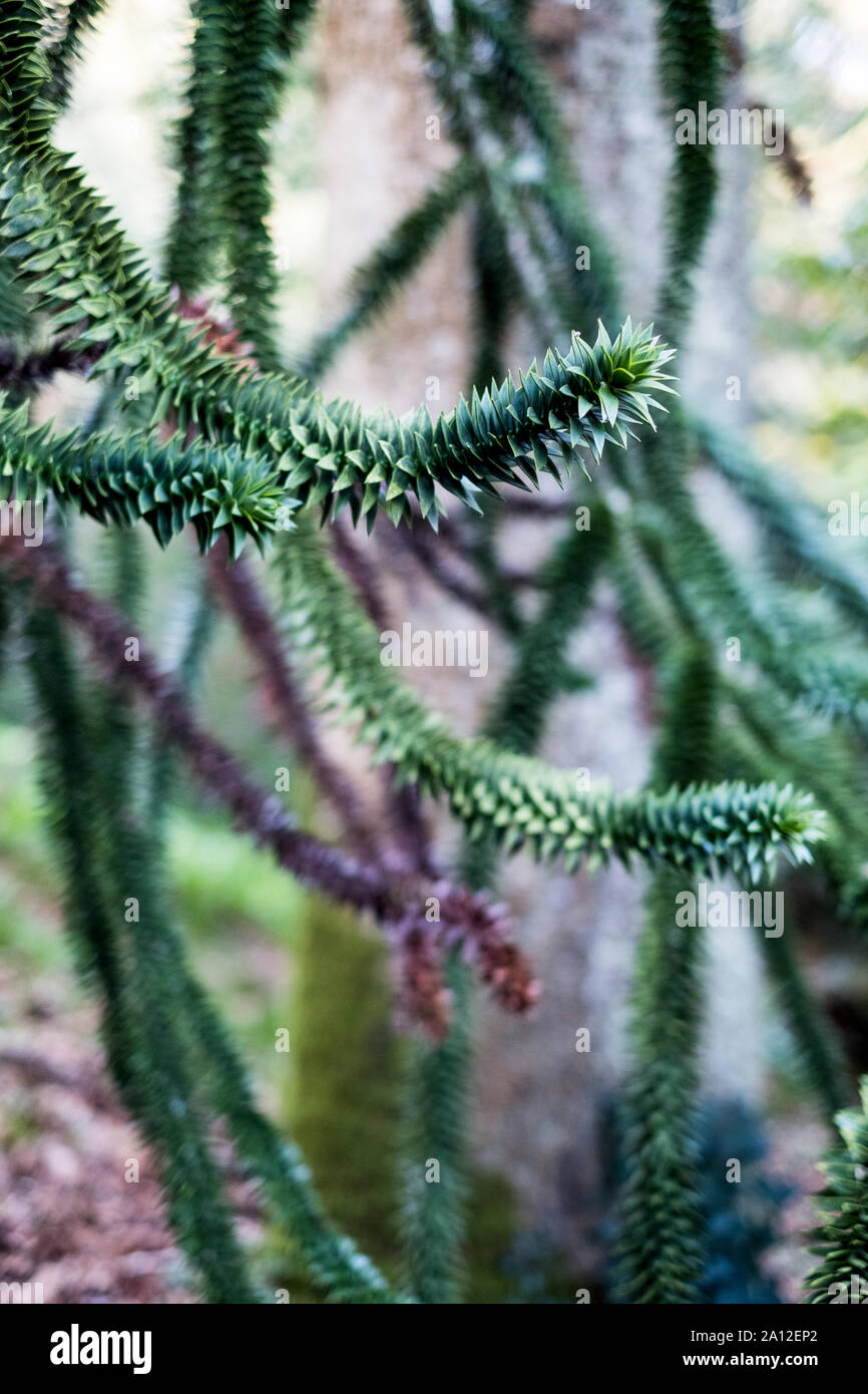 Nahaufnahme des stacheligen Zweige eines Monkey Puzzle Tree. Stockfoto