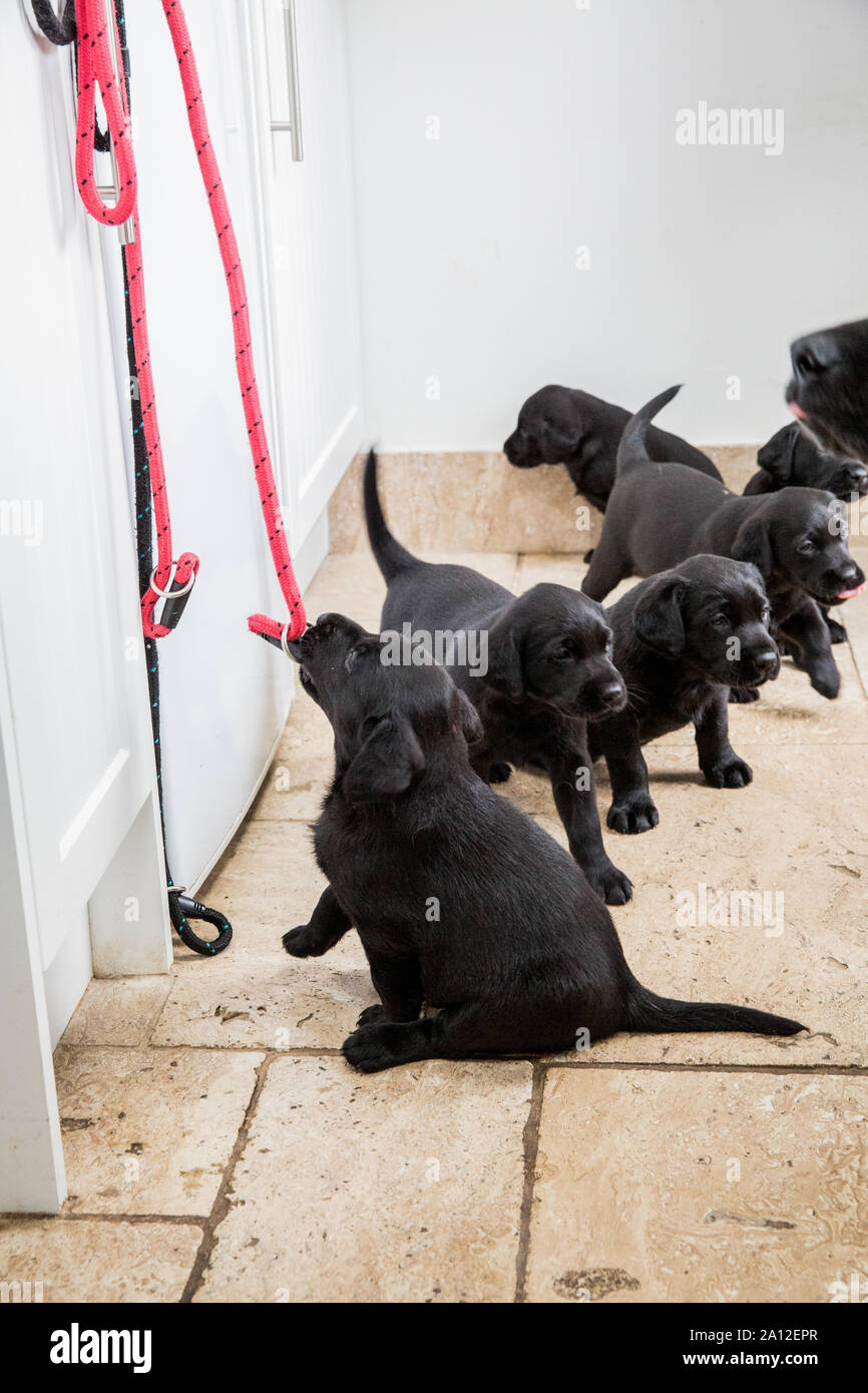 Kleine Gruppe von schwarzen Labrador Welpen in einem Flur, Red Dog führt das Hängen an der Wand. Stockfoto