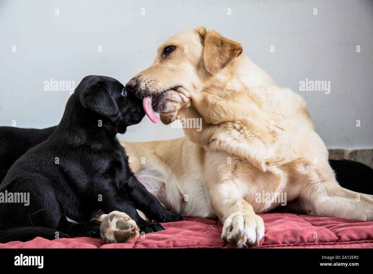 In der Nähe von Golden Labrador lecken Nase schwarzen Labrador Welpe. Stockfoto