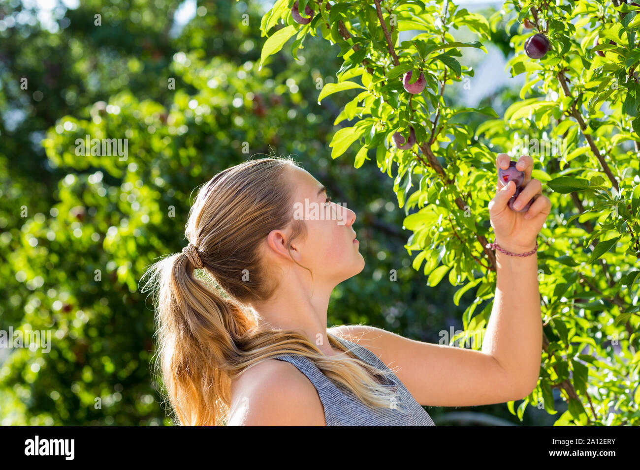 Der 13 Jahre alte Mädchen Pflaumen vom Baum pflücken Stockfoto