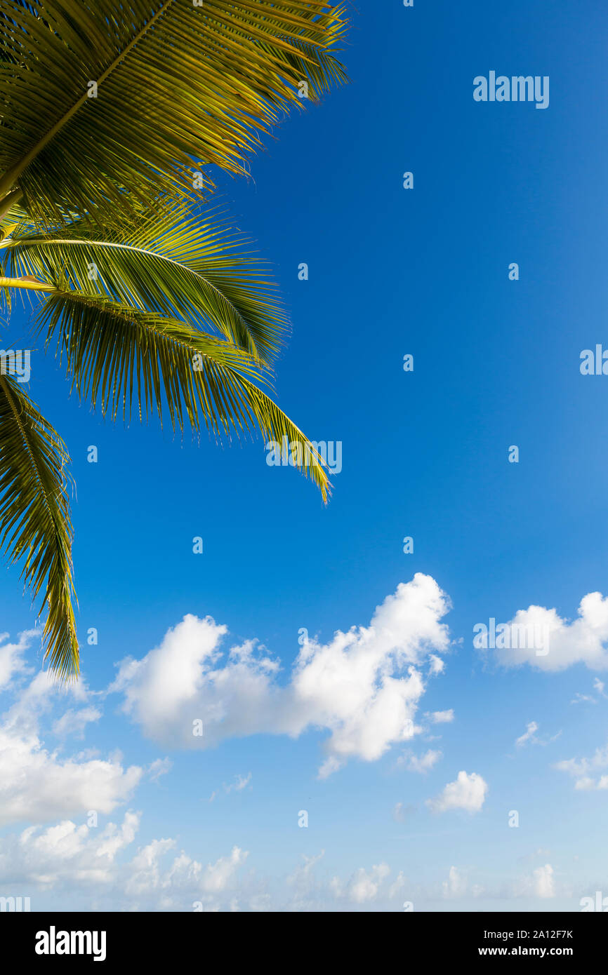 Eine Palme und blauer Himmel mit Wolken. Stockfoto