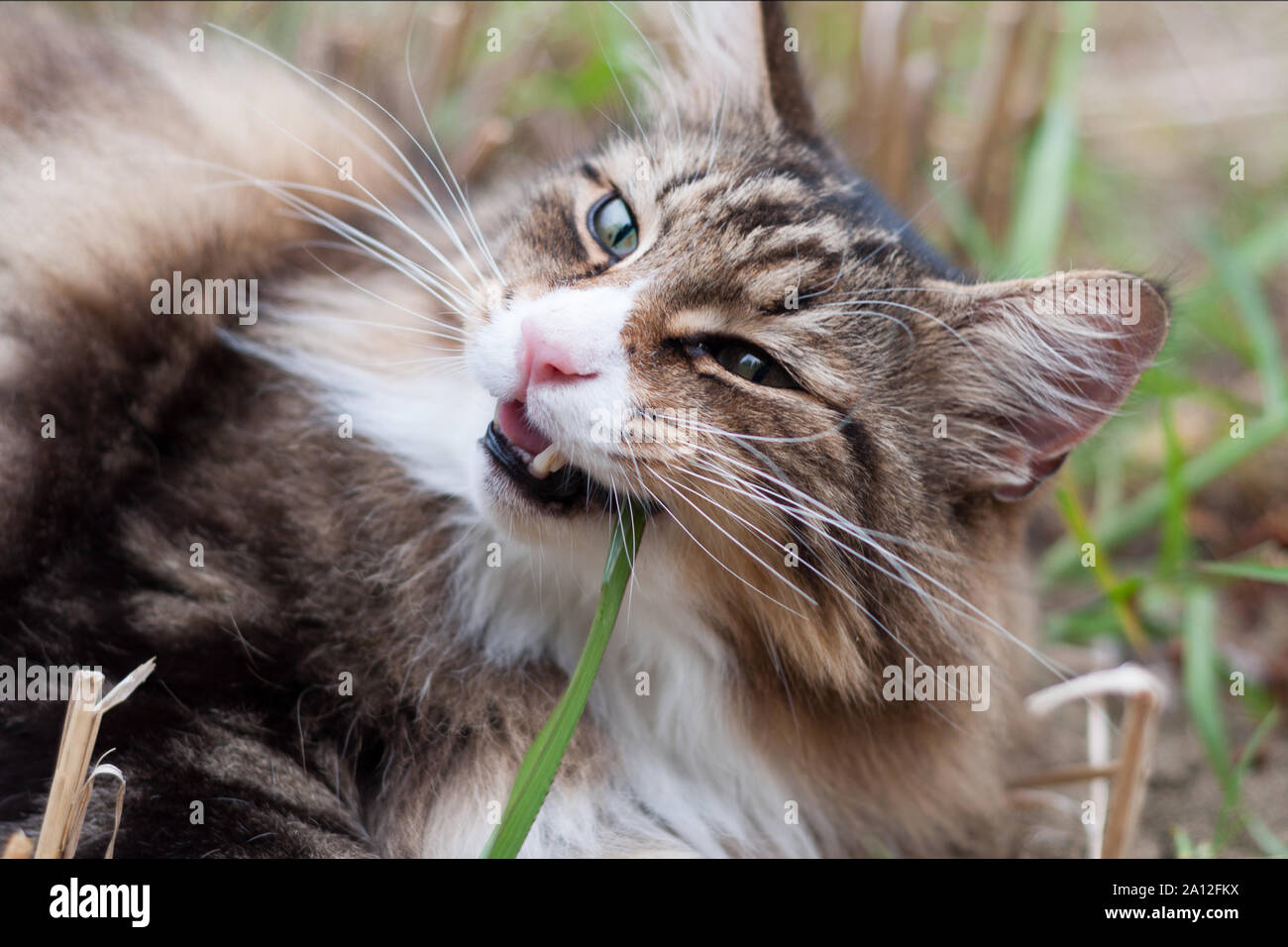 Schöne Katze Norwegische Waldkatze essen Gras im Gras liegend. lange Schnurrhaare und großen Zähnen Stockfoto