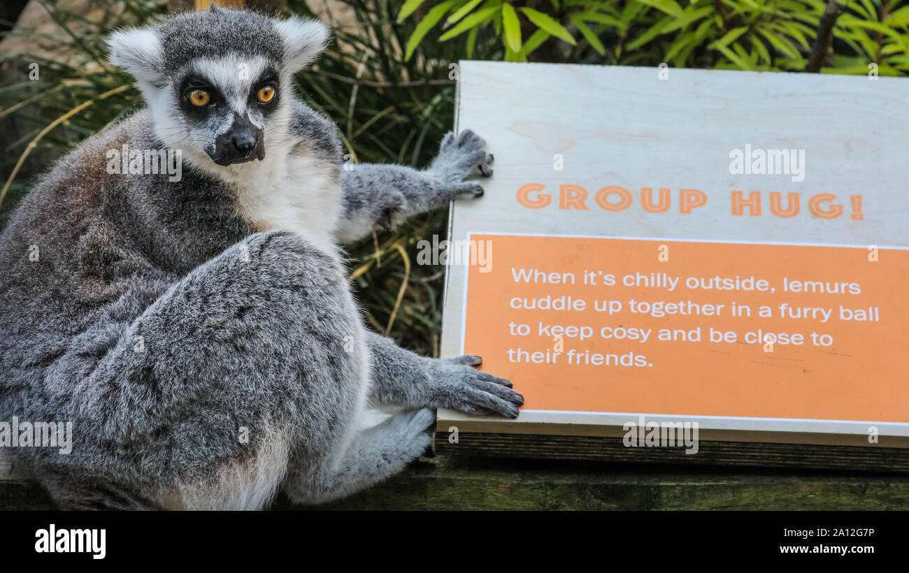 London, UK, 23. Sep 2019. Eine freche Ring-tailed Lemur (Lemur catta) erscheint zu geduldig auf eine "Group hug" warten, wie auf einem pädagogischen Information Board bekannt gegeben. Die all-männliche Gruppe der Kattas, markanten wegen ihrer großen buschigen schwarz-weiß gestreiften Schwanz, die warme Sonne in ihrem Außengehege genießen. Credit: Imageplotter/Alamy leben Nachrichten Stockfoto