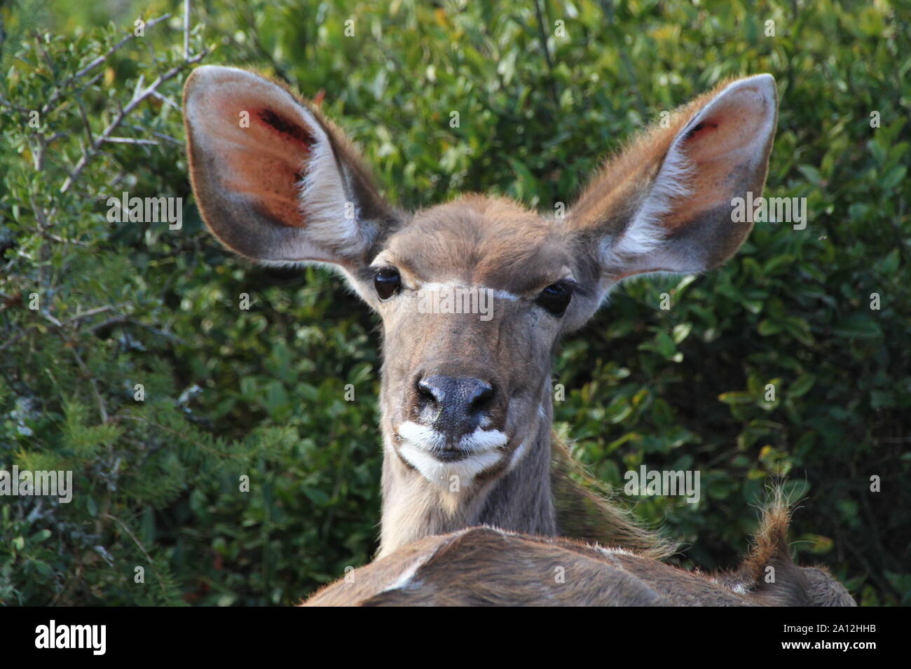 Strepsiceros Antilope im Dickicht Stockfoto