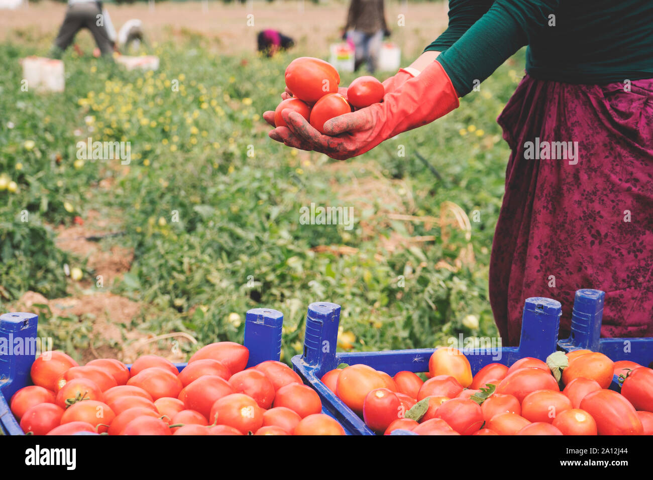 In der Nähe von Farmer Hände in Handschuhe halten mehrere reife Tomaten. Frau untersucht Tomaten in der Hand. Die Ernte auf dem Feld, organische Produkte Stockfoto
