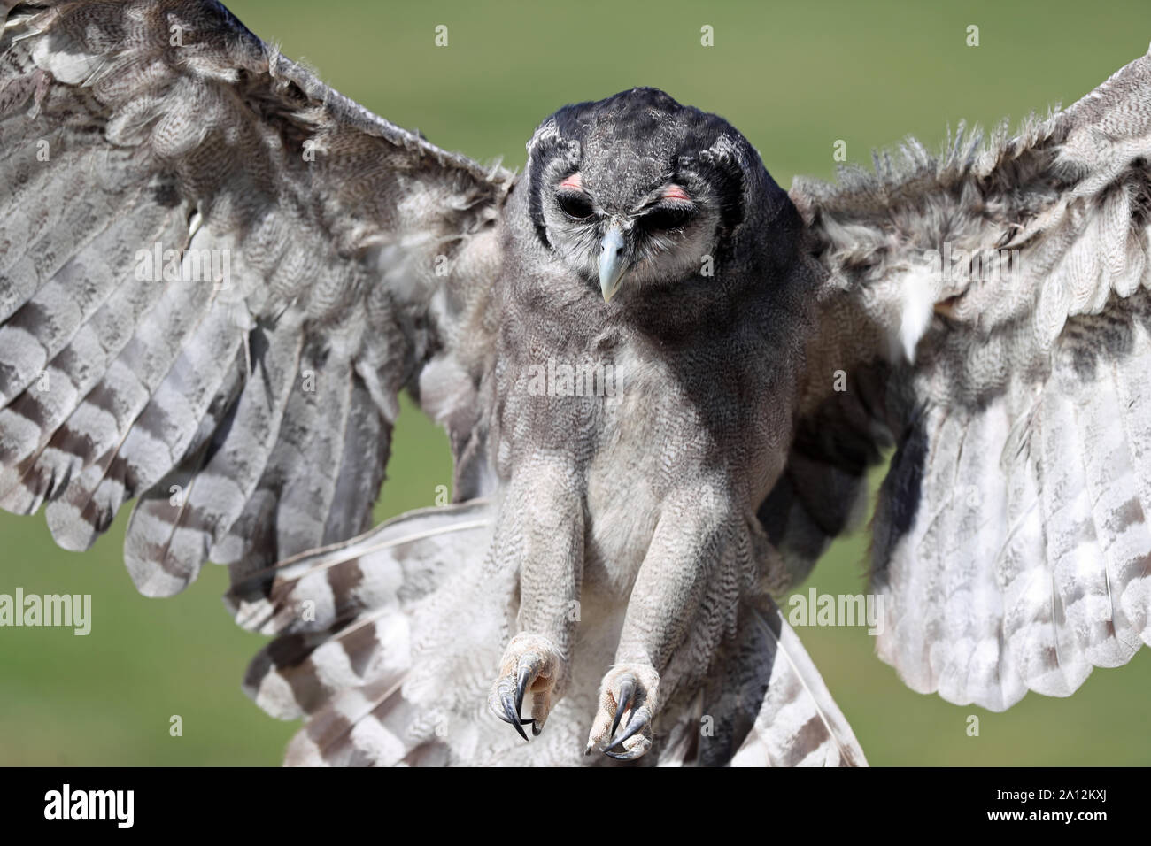 Nahaufnahme einer milchigen Uhu im Flug Stockfoto