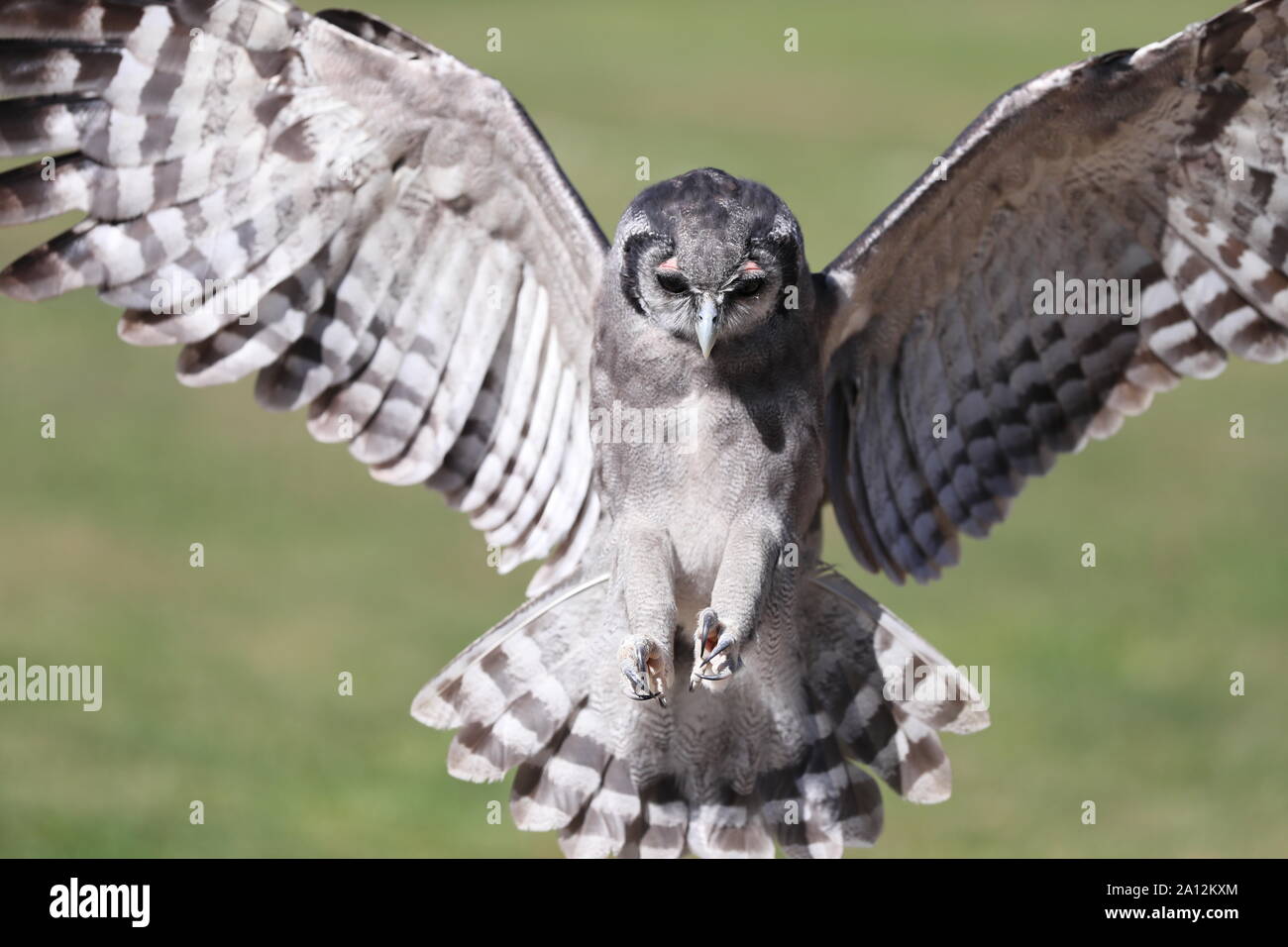 Nahaufnahme einer milchigen Uhu im Flug Stockfoto