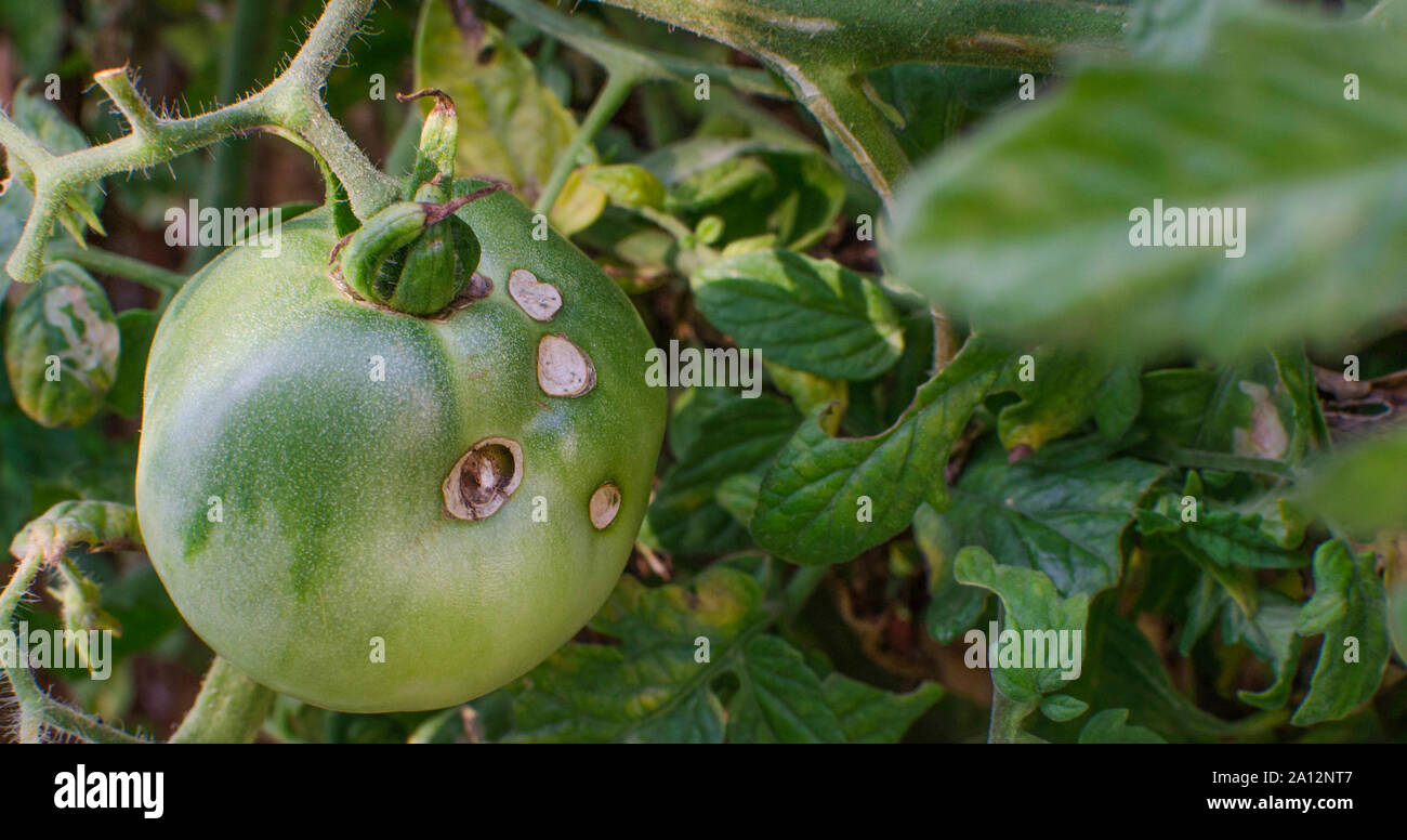 Helicoverpa armigera (lepidoptera Noctuidae) auf grüne Tomaten Stockfoto