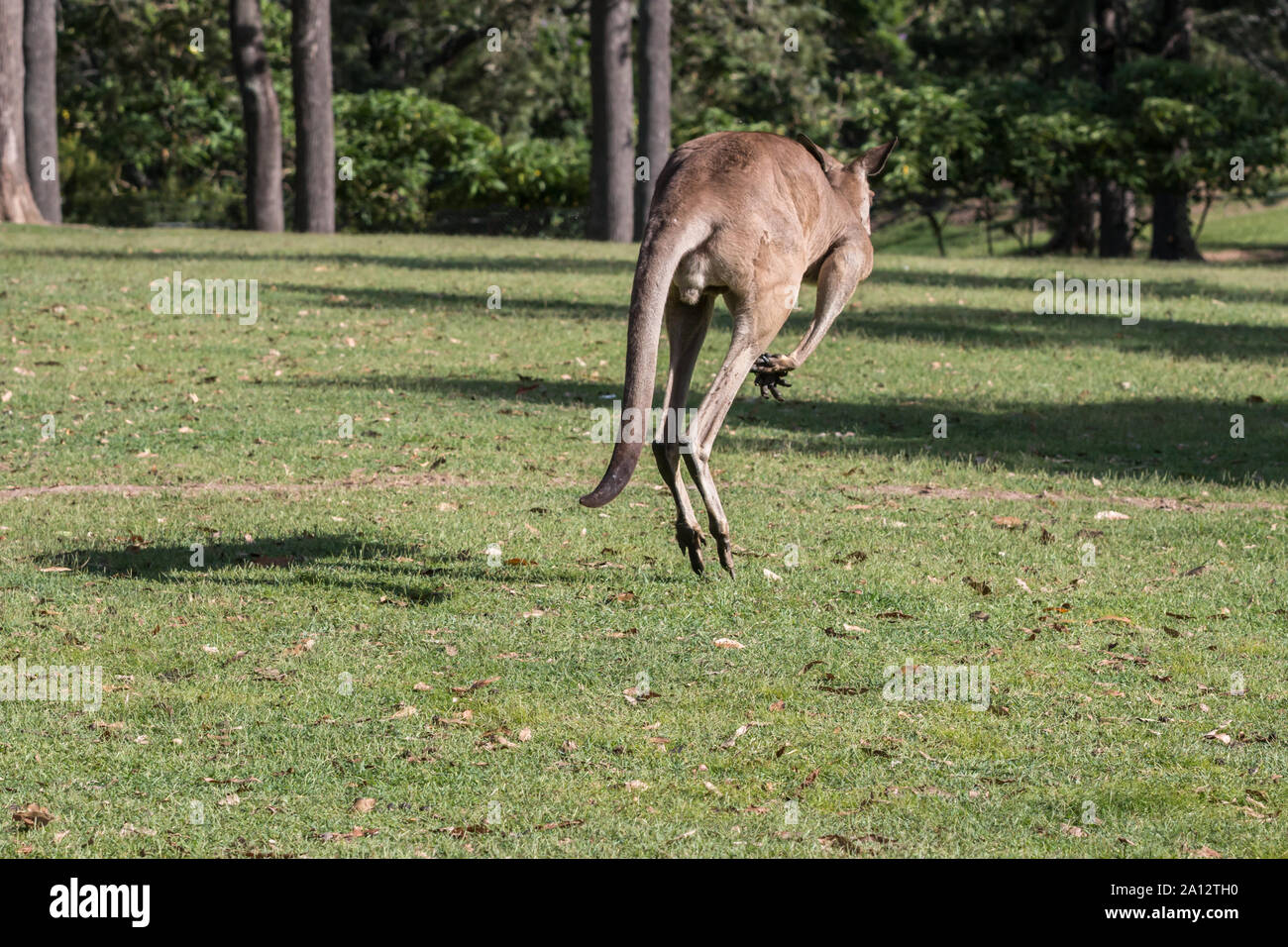 Eastern Grey Kangaroo, Macropus giganteus, Australien Stockfoto
