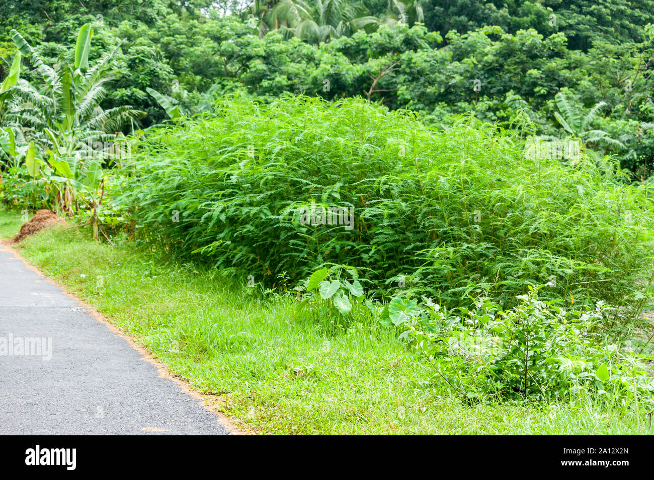Landschaft von ländlichen Gebiet Straße mit Jute Feld, Bangladesch Stockfoto