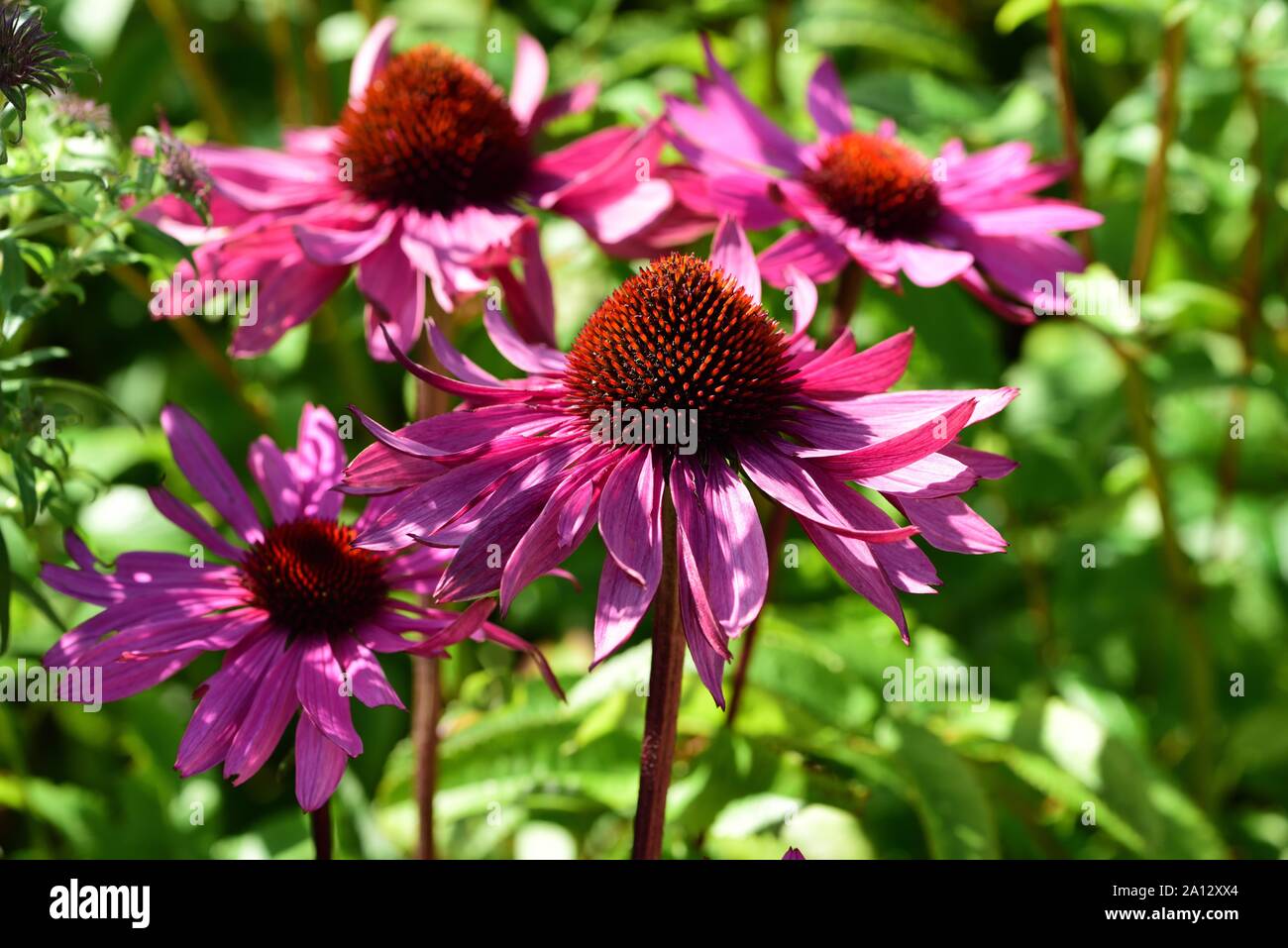 Nahaufnahme von Echinacea Purpurea Rosa Leuchten. Stockfoto