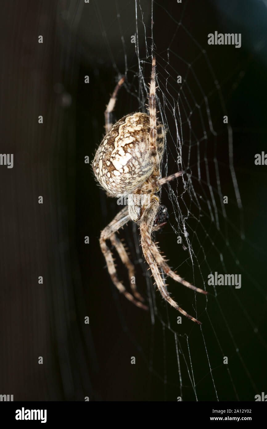 Garten-Kreuzspinne, Gartenkreuzspinne, Gemeine Kreuzspinne, Araneus diadematus, Kreuz orbweaver, European Garden Spider, Spider Stockfoto