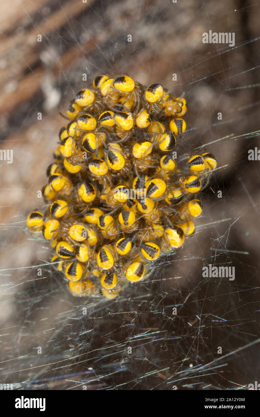 Garten-Kreuzspinne, Jungtiere im Kokon, Jungspinne, Jungspinnen, Gartenkreuzspinne, Gemeine Kreuzspinne, Araneus diadematus, Kreuz orbweaver, Europäische Stockfoto