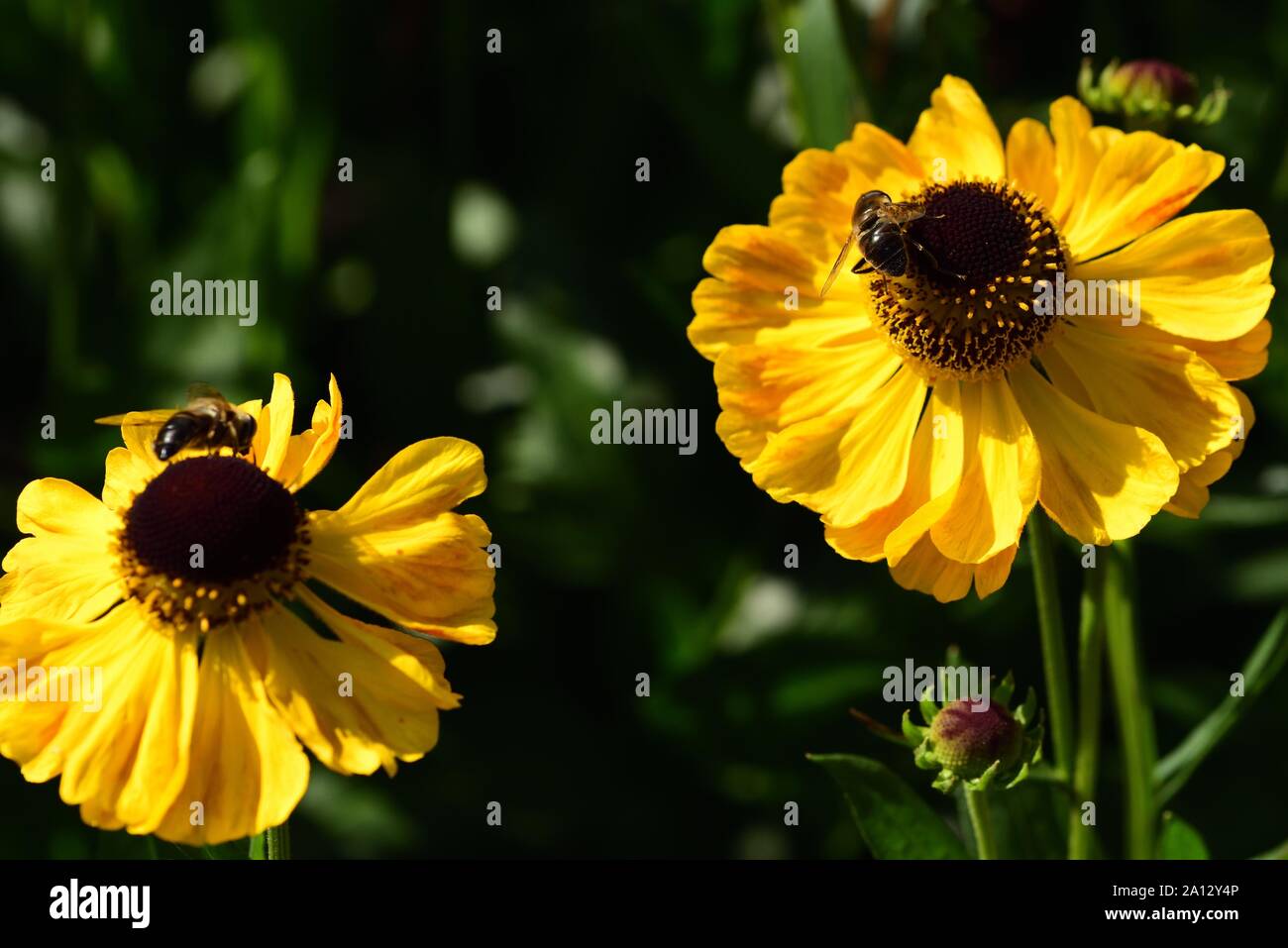 Nahaufnahme von Helenium El Dorado mit Fütterung Biene. Stockfoto