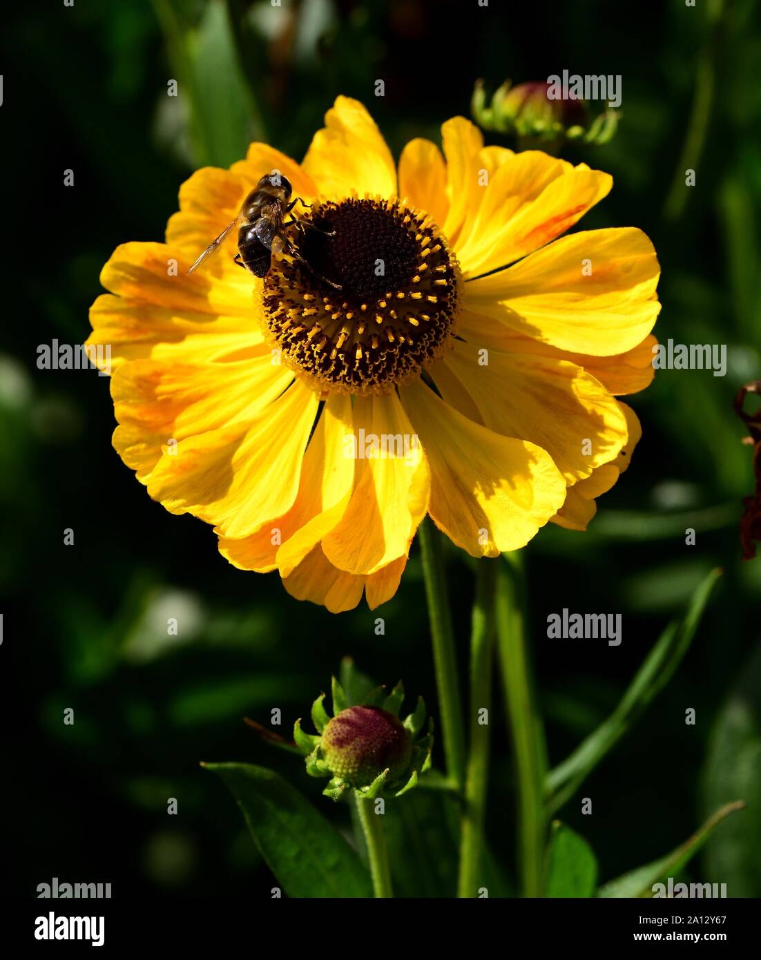 Nahaufnahme von Helenium El Dorado mit Fütterung Biene. Stockfoto