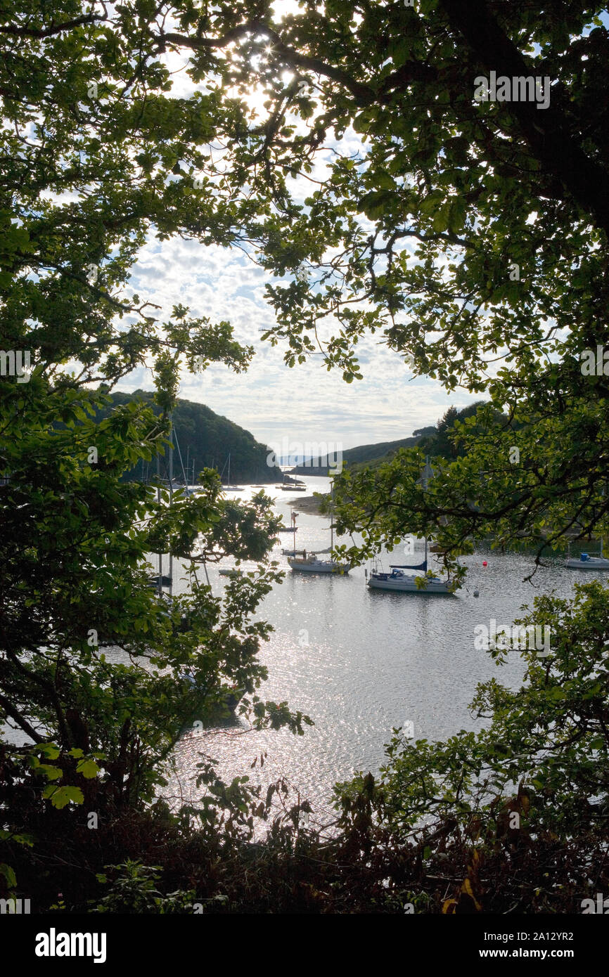 Yachten in Yealm Pool günstig, durch einen Rahmen der Bäume von der Fähre Holz, Noss Mayo, Fluss Yealm, Devon, UK gesehen Stockfoto