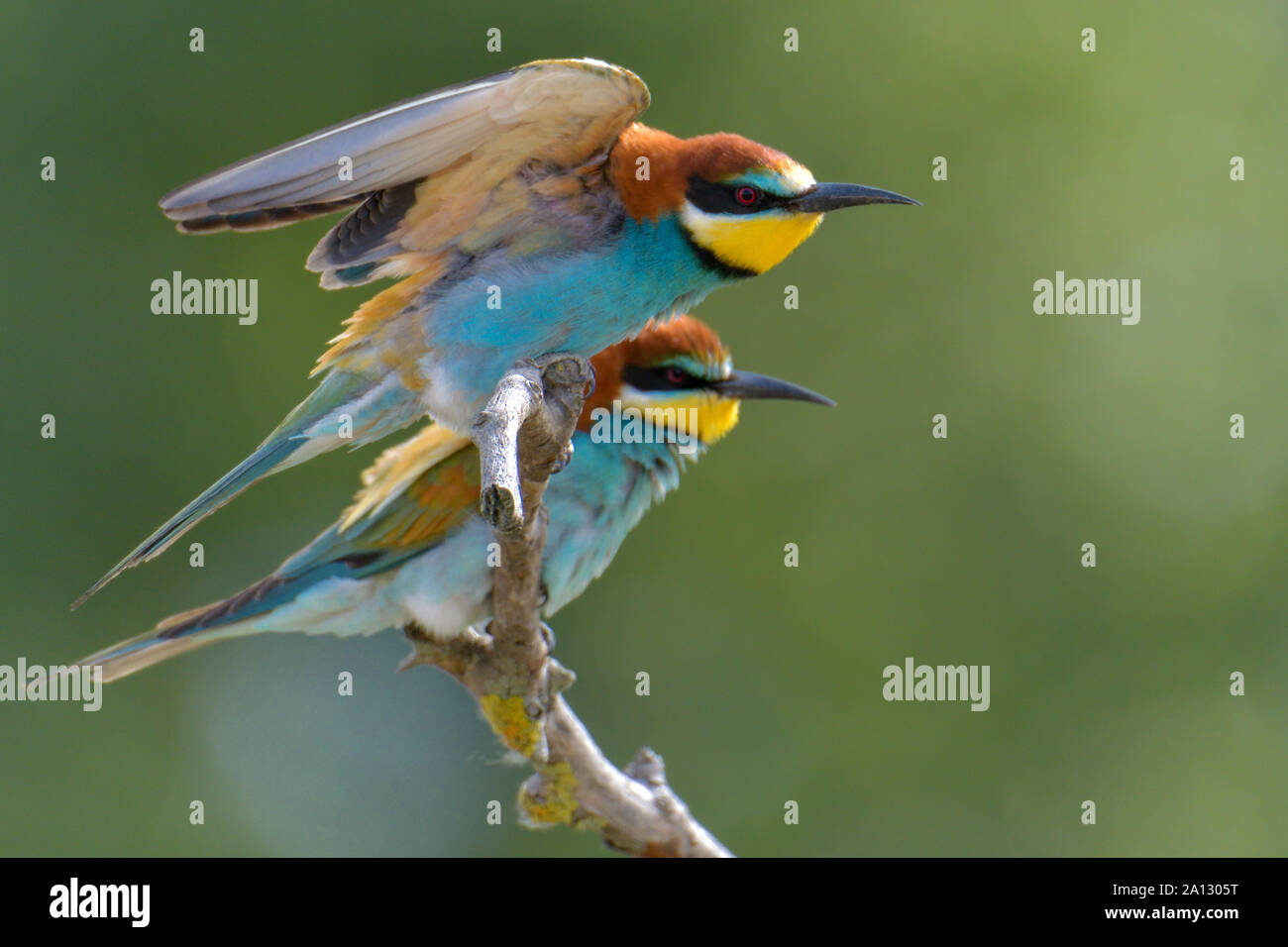 Europäische Bee Eater, bunter Vogel, wilde Leben Vogel Stockfoto