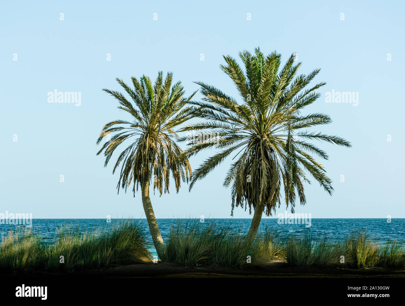 Grüne Palmen am Roten Meer auf dem Hintergrund eines klaren Himmel in Ägypten Stockfoto