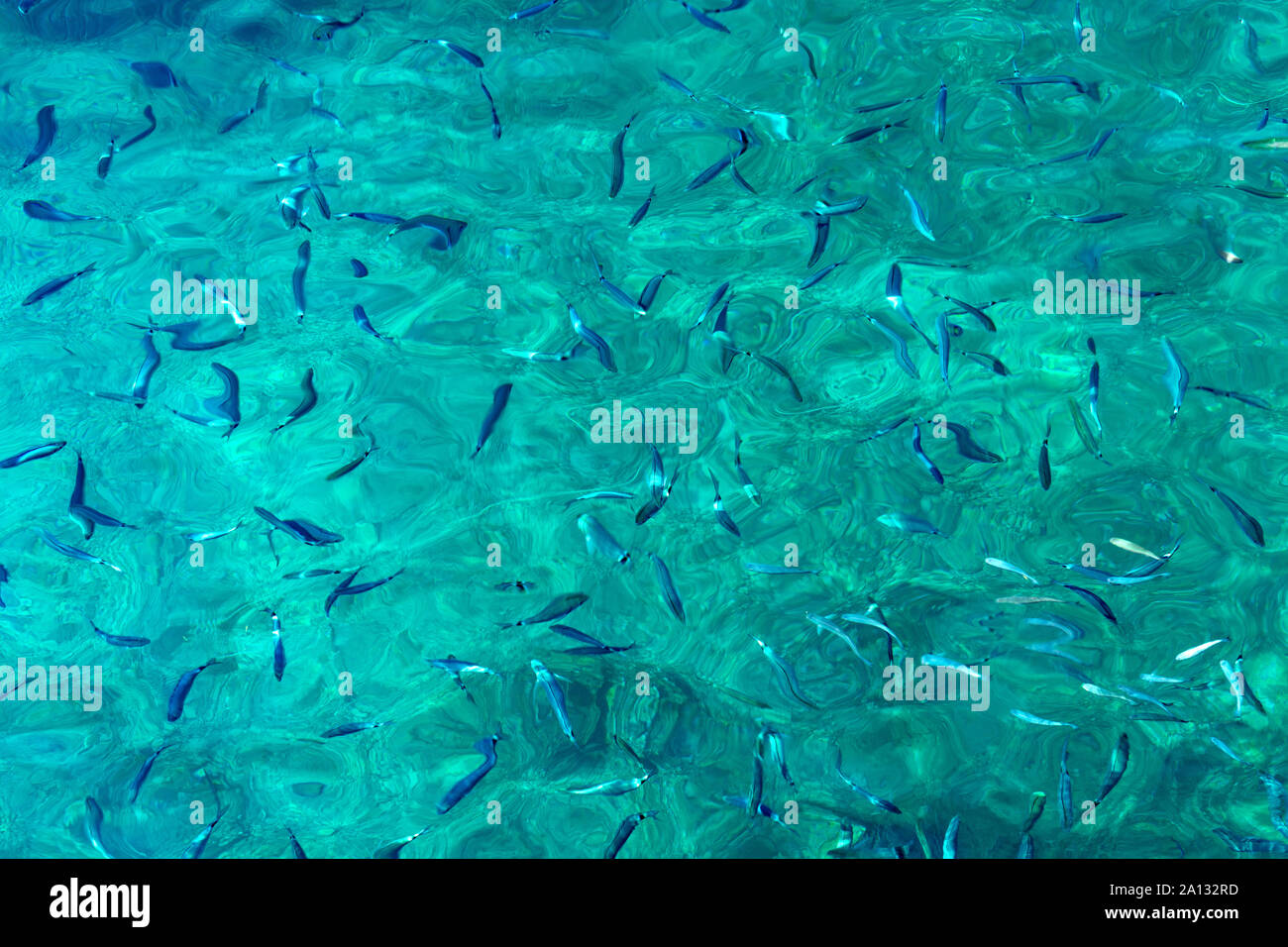 Kleine Fische im kristallklaren türkisblauen Wasser in Kroatien Stockfoto