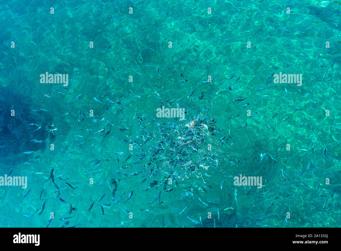 Kleine Fische kämpfen für Essen im kristallklaren türkisblauen Wasser in Kroatien Stockfoto