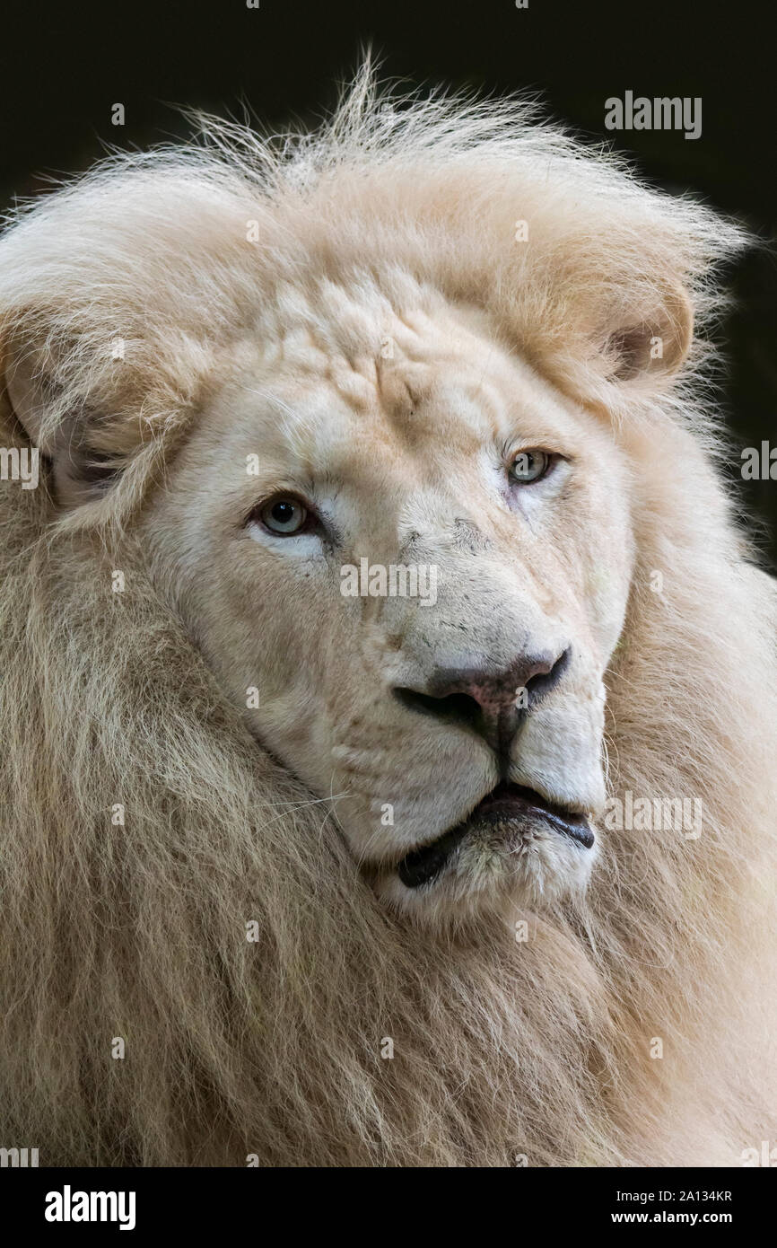 Männliche leucistic weiße Löwe (Panthera leo krugeri) selten Morph mit einer genetischen Zustand leucism genannt, die von einem doppelten rezessive Allel verursacht wird Stockfoto
