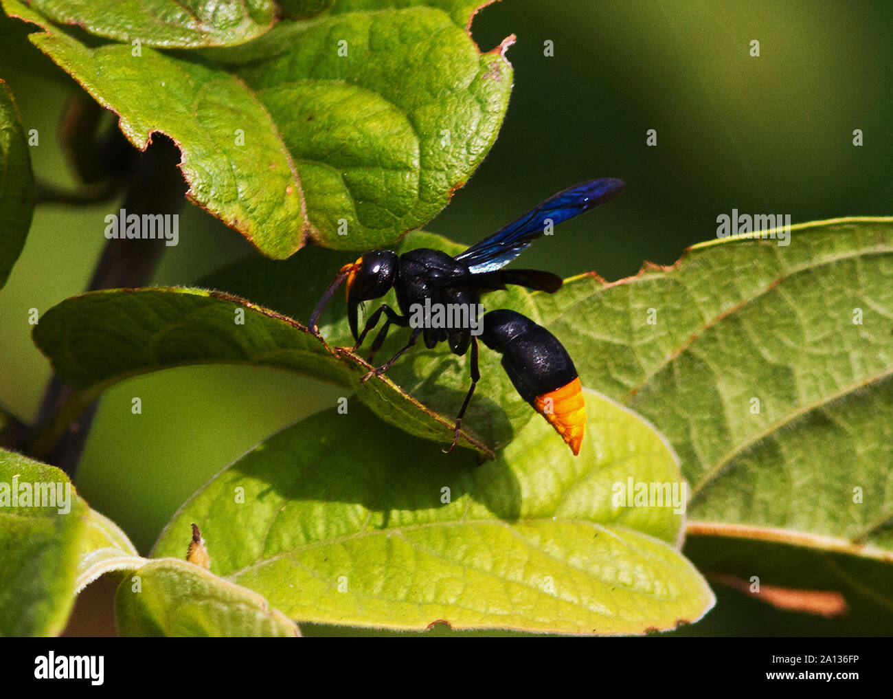 Die Synagris Potter Waspis eine große distinctivly soloitary Wasp gekennzeichnet. Die weibliche Macht massive, dickwandige Schlamm, Nester zu Zweigen befestigt Stockfoto