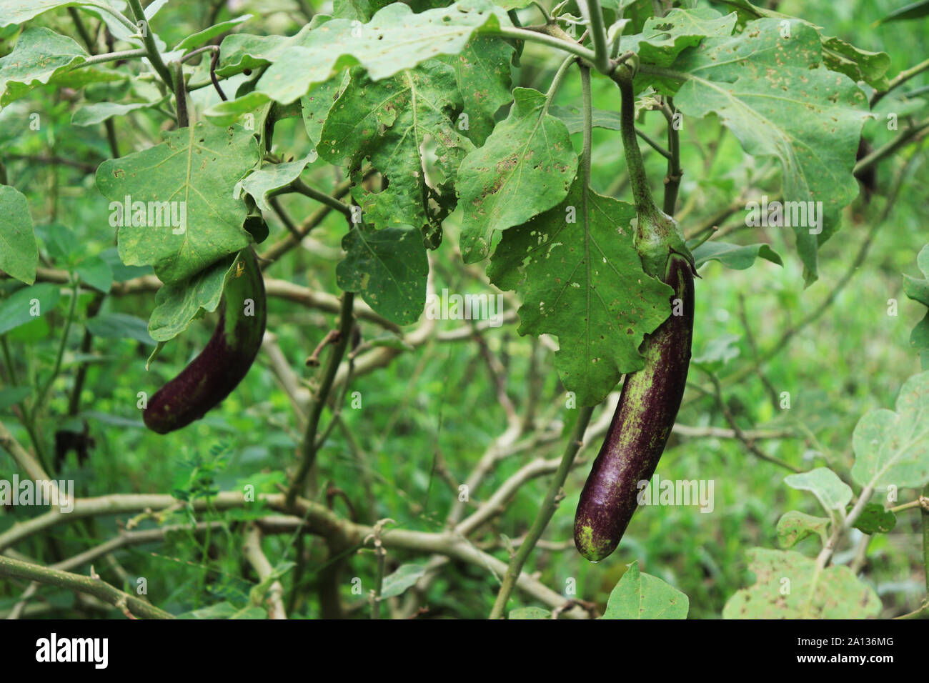 Zwei violette Aubergine auf den Baum im Garten Stockfoto