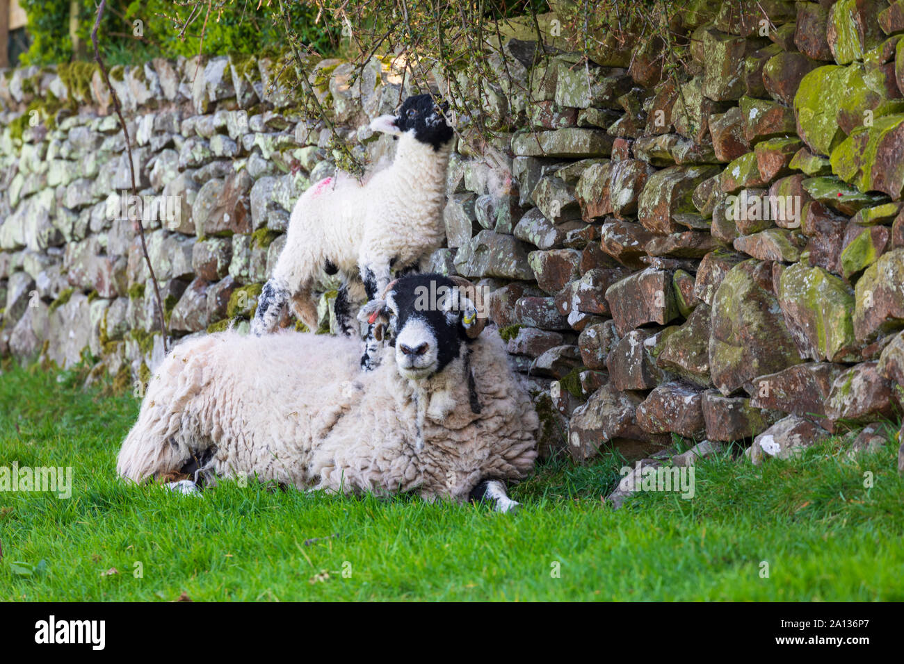 Schaf mit Lamm in der Nähe von Sedburgh, Cumbria Stockfoto