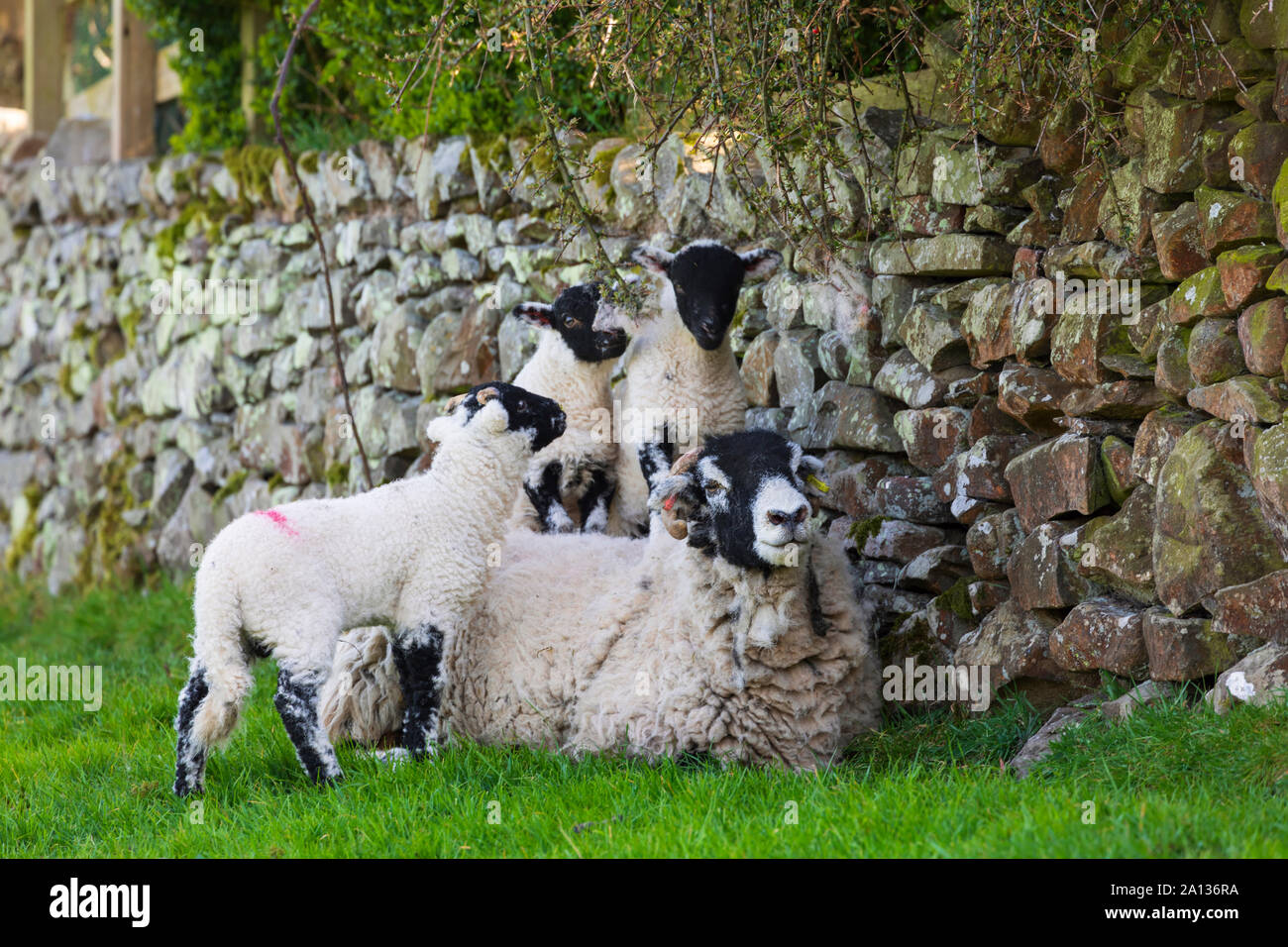 Ewe mit 3 Lämmern in der Nähe von Sedburgh, Cumbria. Drei Lämmer stehen auf einem swaledale Ewe, zeigt bemerkenswerte Geduld. Stockfoto