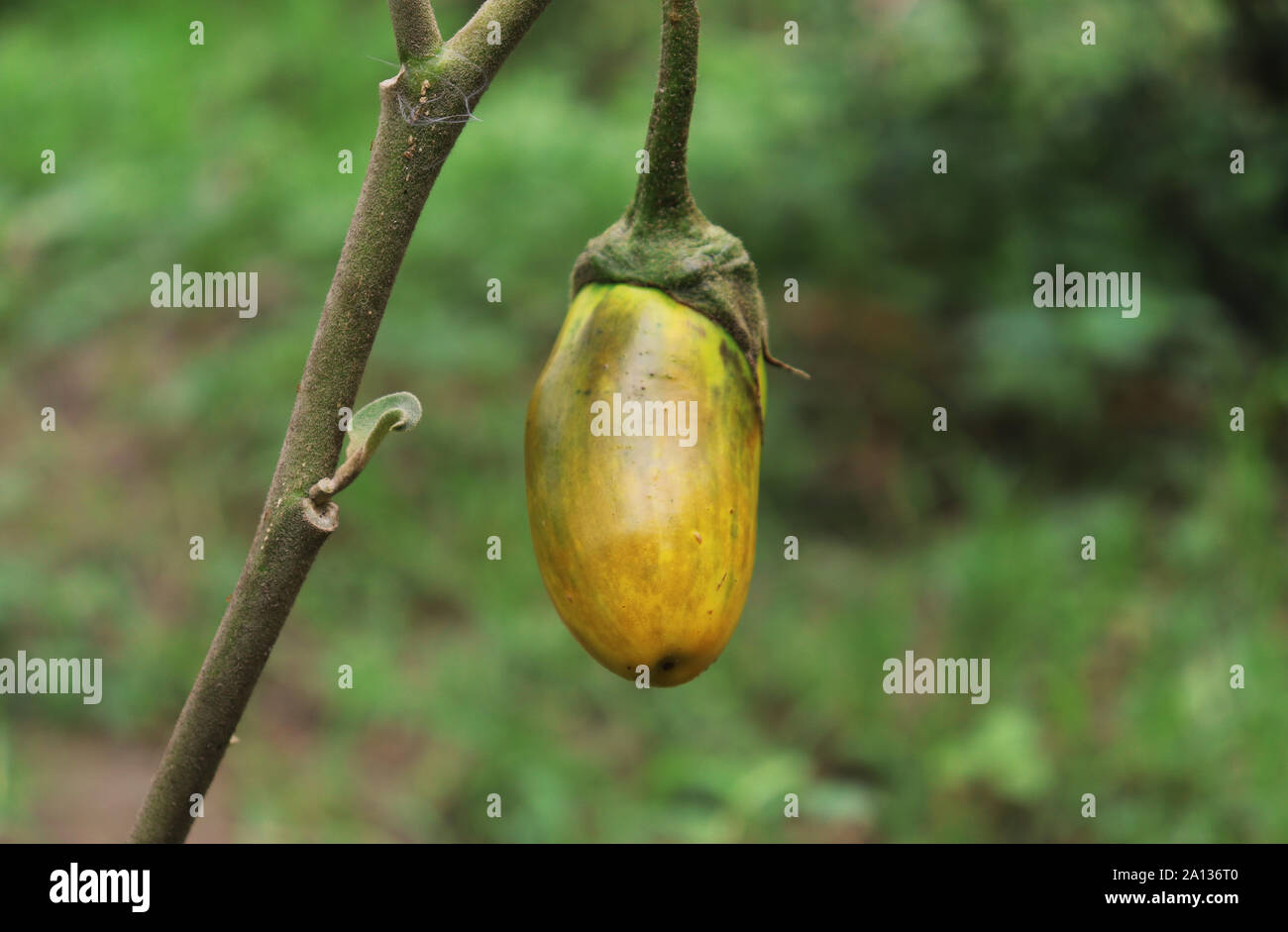 Gelbe Auberginen auf den Baum im Garten Stockfoto