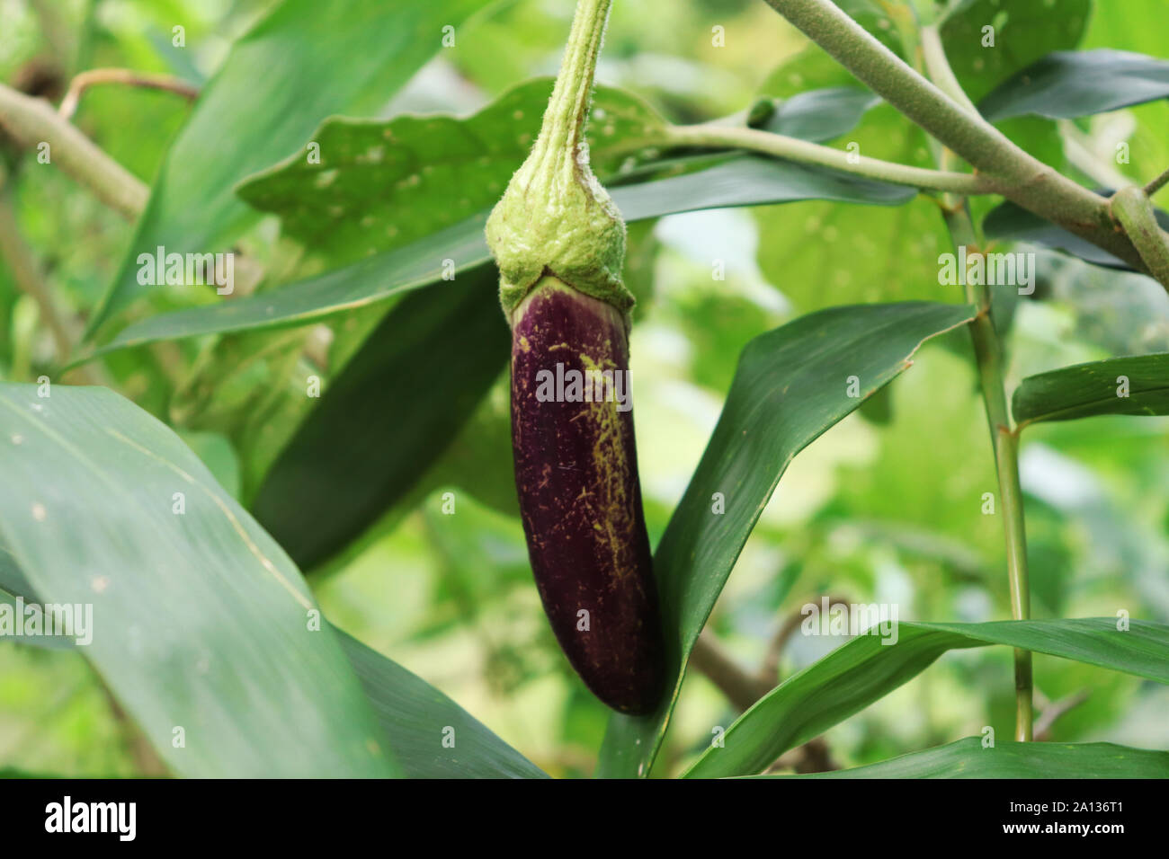 Aubergine oder Auberginen auf den Baum im Garten Stockfoto