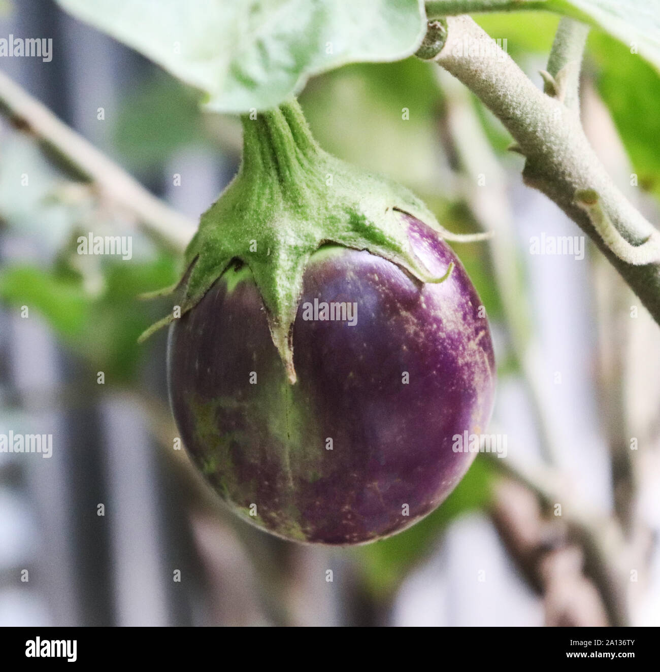 Violett Aubergine auf dem Baum. Lila Auberginen Stockfoto