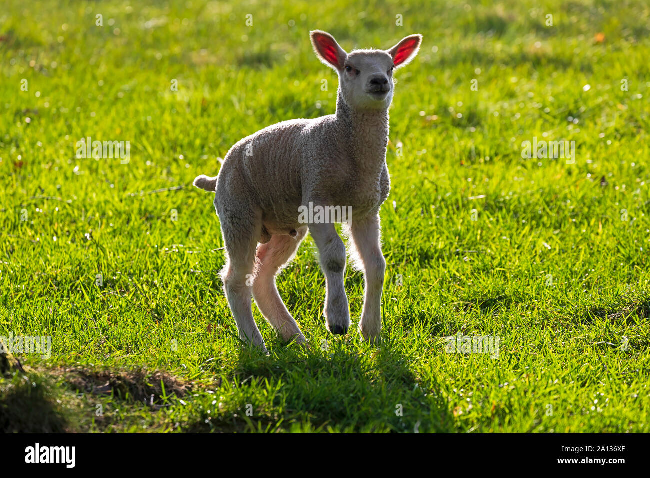 Lambing, Cumbria. Ein Lamm frolics in einem Feld in der Nähe von Sedburgh, Cumbria Stockfoto