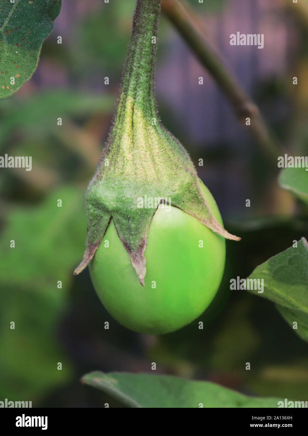 Grün Aubergine auf dem Baum. Grüne Auberginen Stockfoto