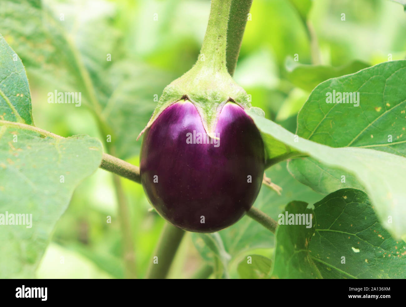 Violett Aubergine auf den Baum im Garten. Lila Auberginen Stockfoto