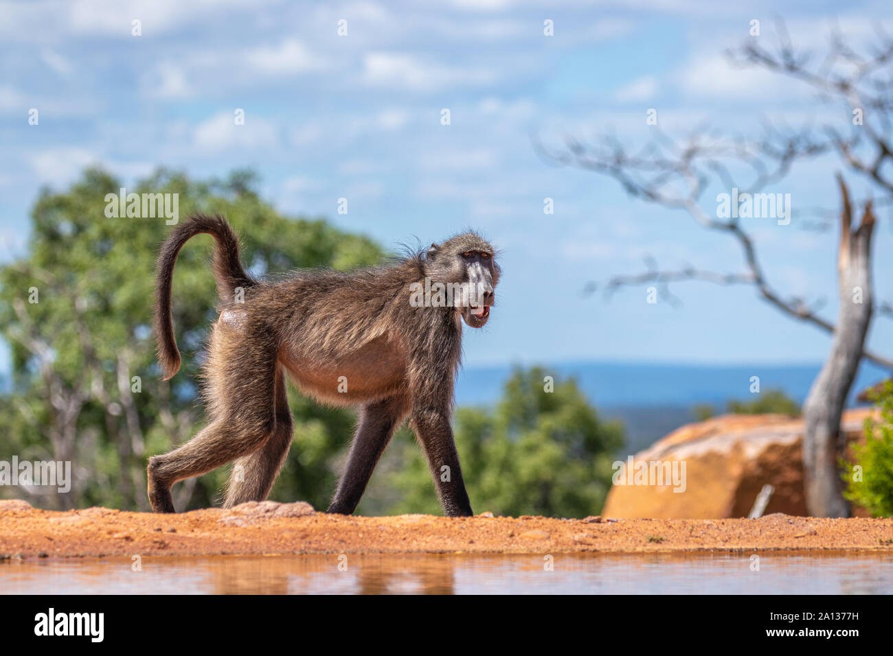 Pavian (Chacma) Wunder um, Welgevonden Game Reserve, Südafrika. Stockfoto