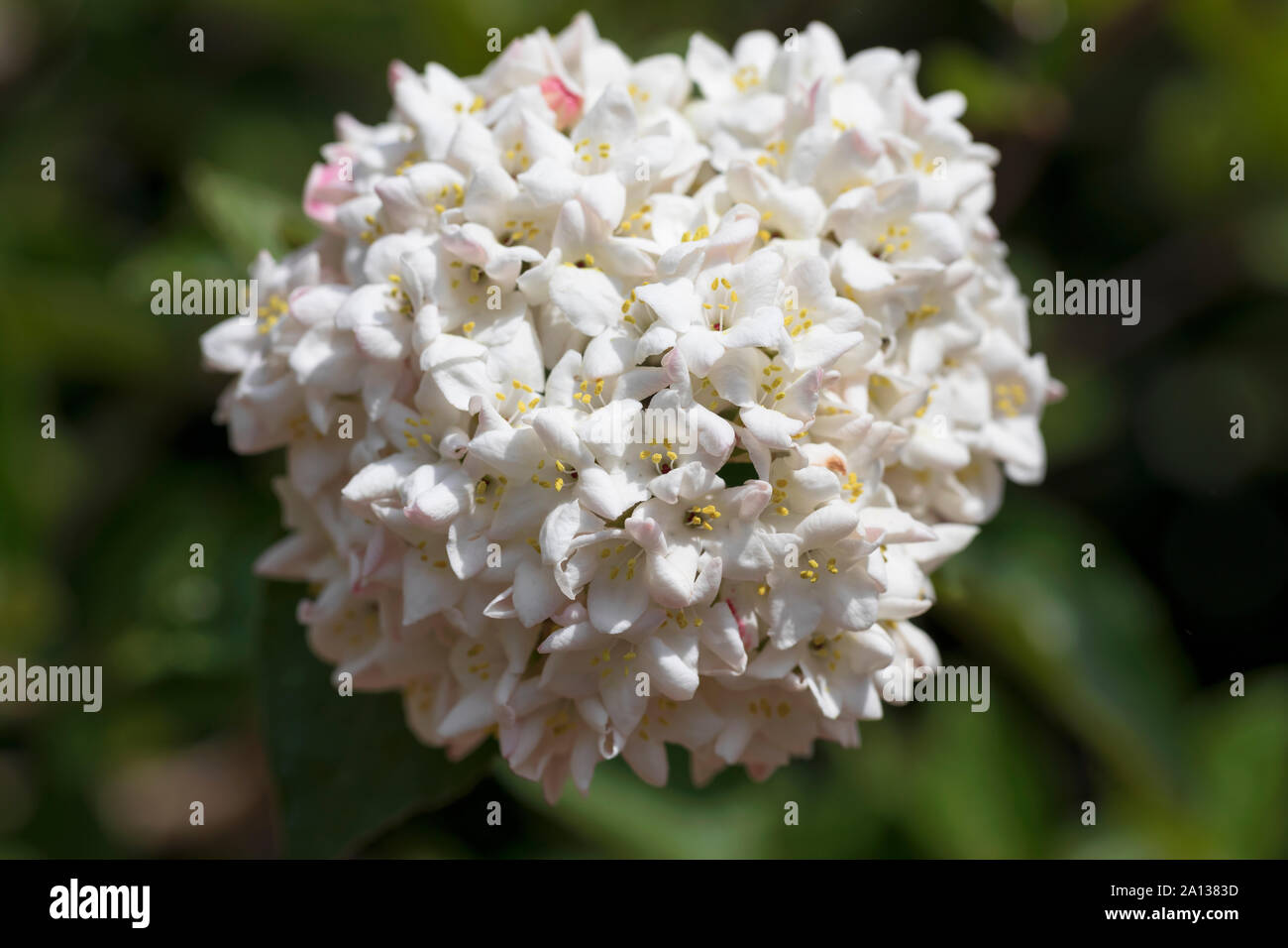 Viburnum Carlesii Diana Stockfoto