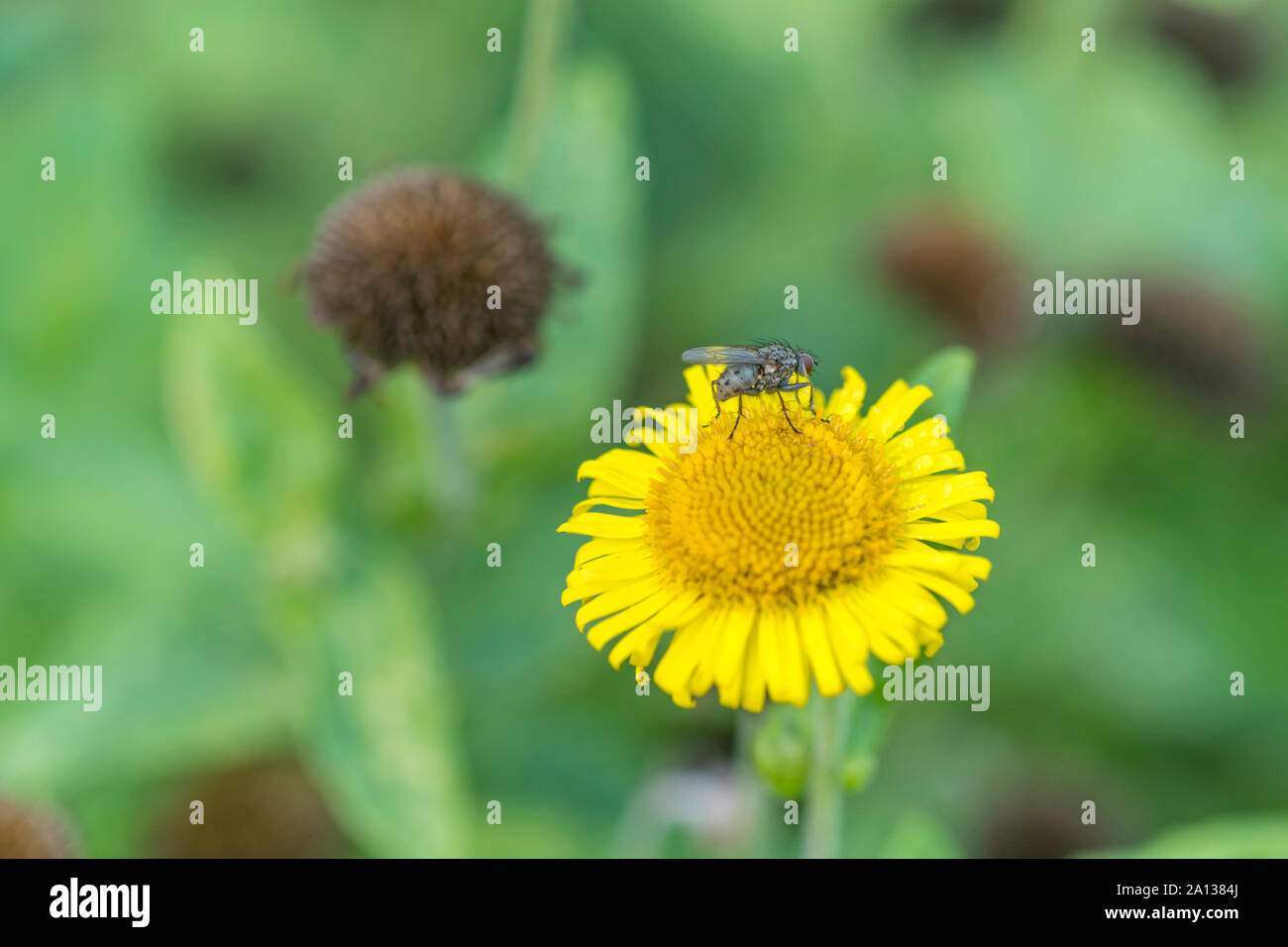 In der Nähe von irgendeiner Art von fliegenden Insekten/Fliegen ruht auf einem flowerhead Pulicaria dysenterica Der Fleabane/- ein ehemaliger Kräuter-/Heilpflanze. Stockfoto