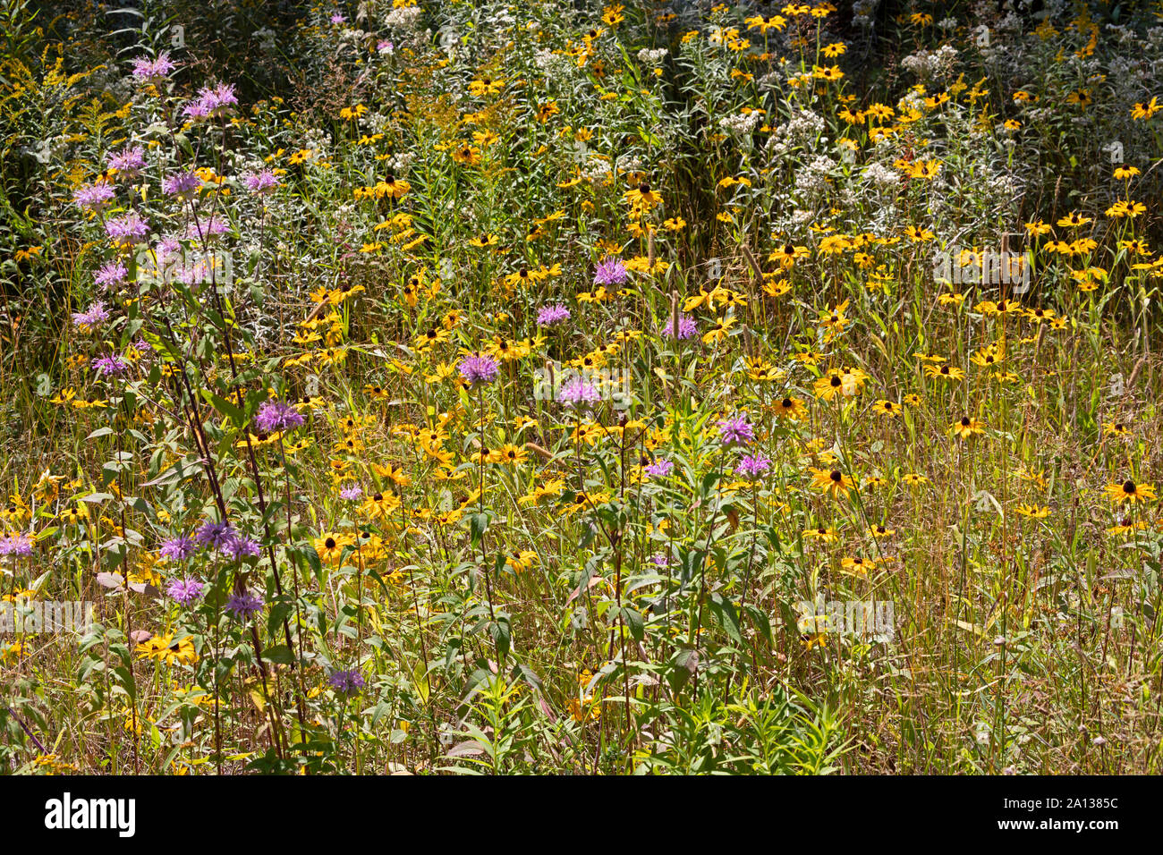Wildblumen in der Nähe des Trans Canada Highway, Northern Ontario, Kanada Stockfoto