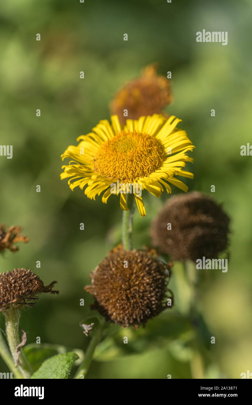 Gelbe Blume von berufskraut/Pulicaria dysenterica. Früher als Kräuter/Heilpflanzen manchmal für Ruhr (Lateinischer Name) und Durchfall Stockfoto