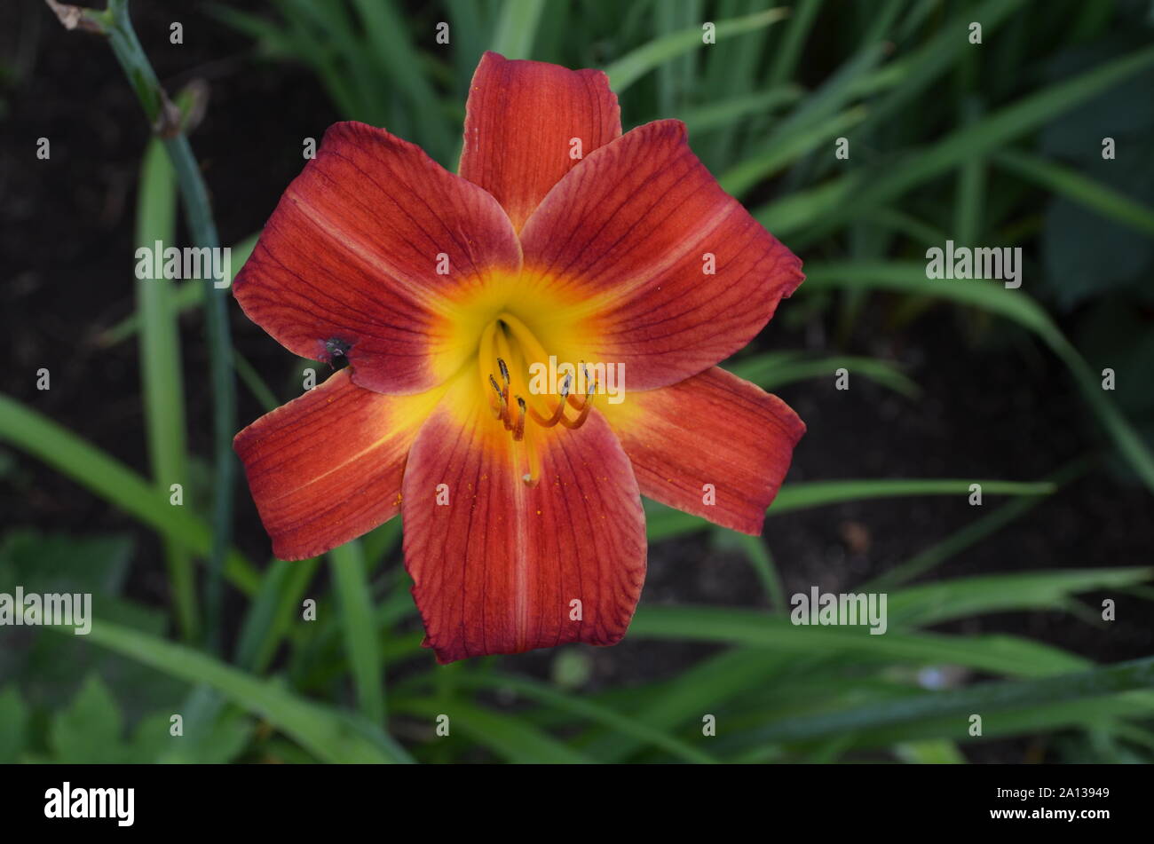Sommer in Massachusetts: Close-up Rot Orange Daylily Blume in voller Blüte Stockfoto