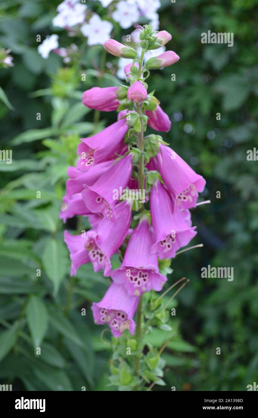 Sommer in Massachusetts: Close-up Lila Digitalis "fingerhut" Blumen in voller Blüte Stockfoto