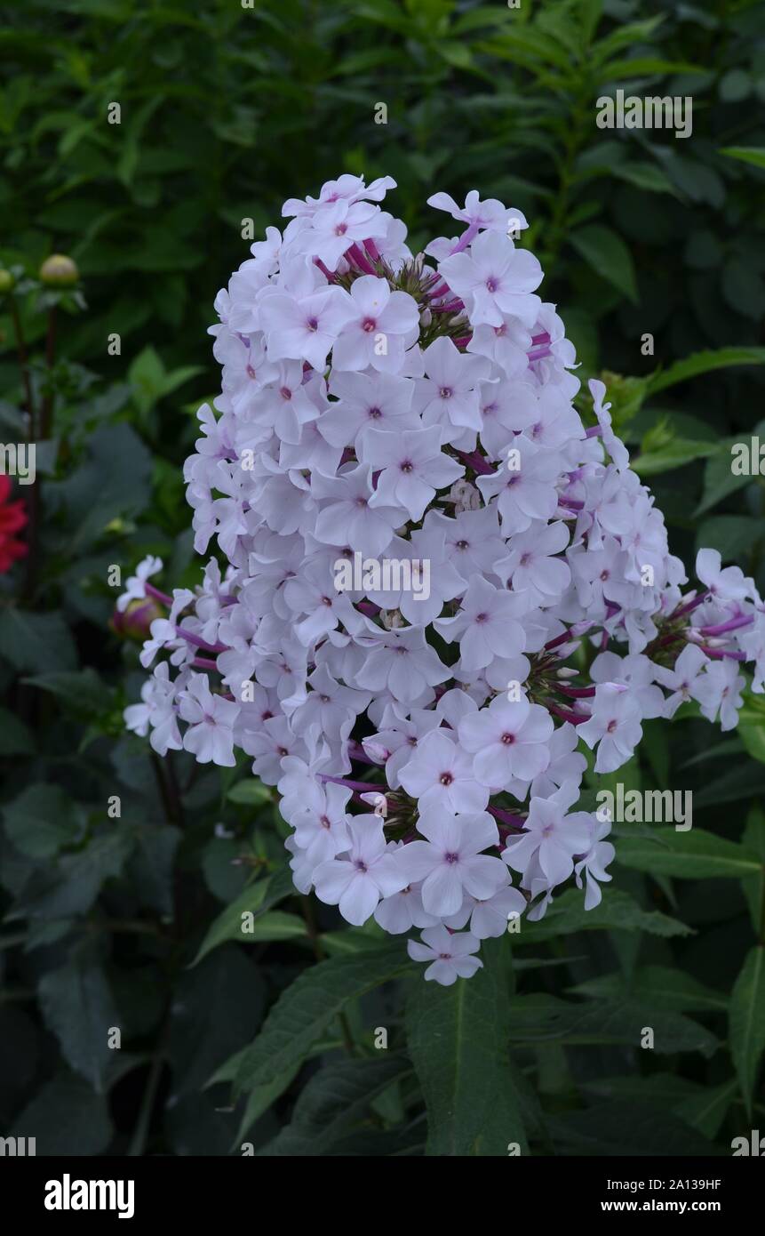 Sommer in Massachusetts: Nahaufnahme von Phlox paniculata Blumen Stockfoto