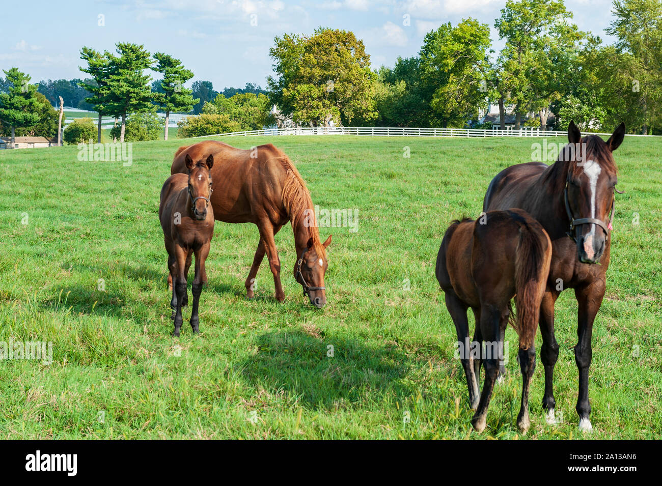 Rassigen Pferden auf einer Pferdefarm Stockfoto