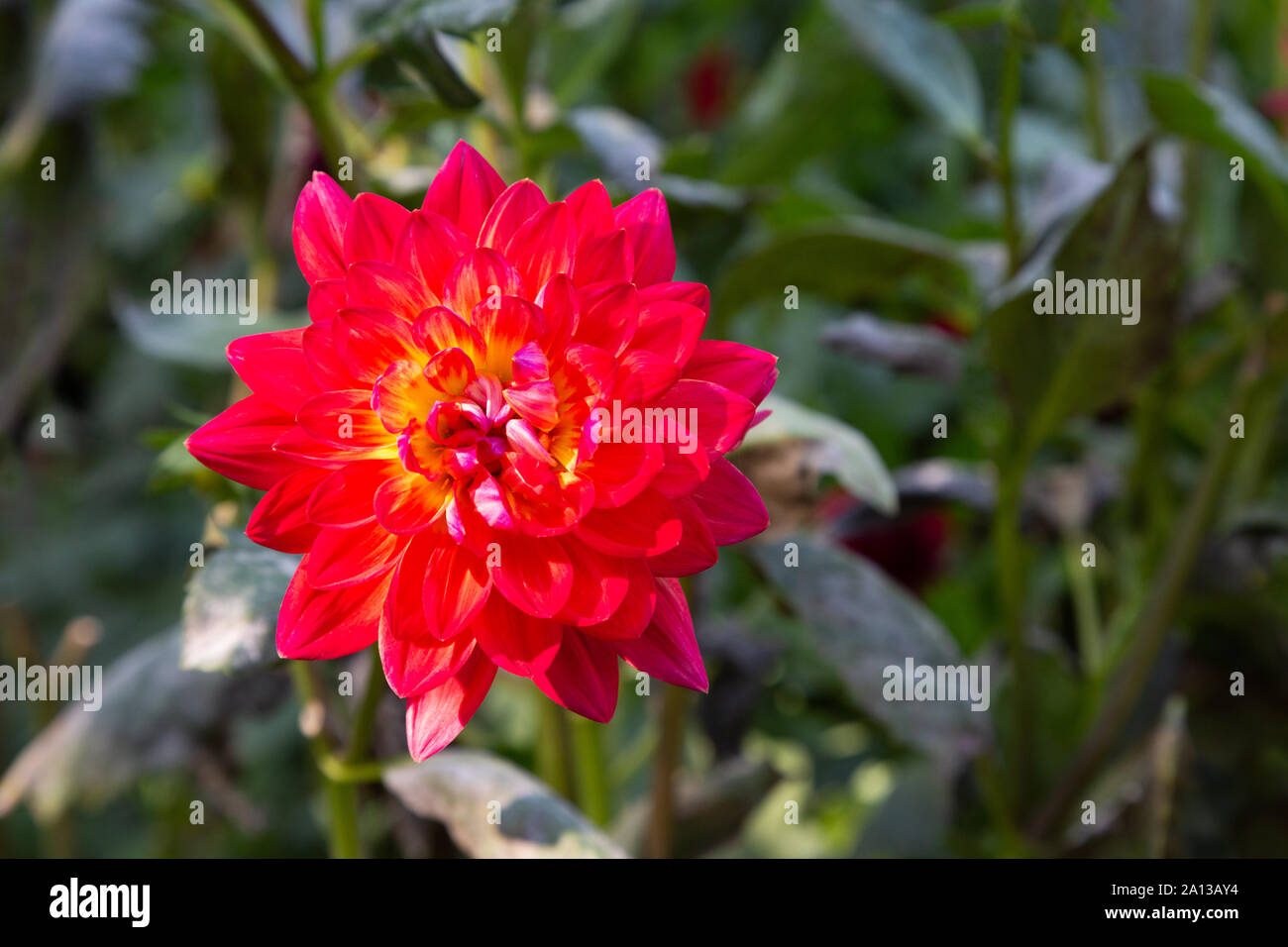 Seerose Dahlie vom Typ 'Kilburn Glow' in Blume, Nahaufnahme, eine rote Dahlie Blüte in Großbritannien Stockfoto