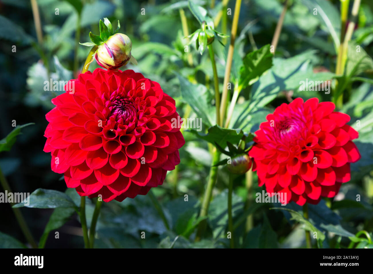 Rote Dahlie Typ 'Pacific Argyle', Blumen blühen in Großbritannien Stockfoto