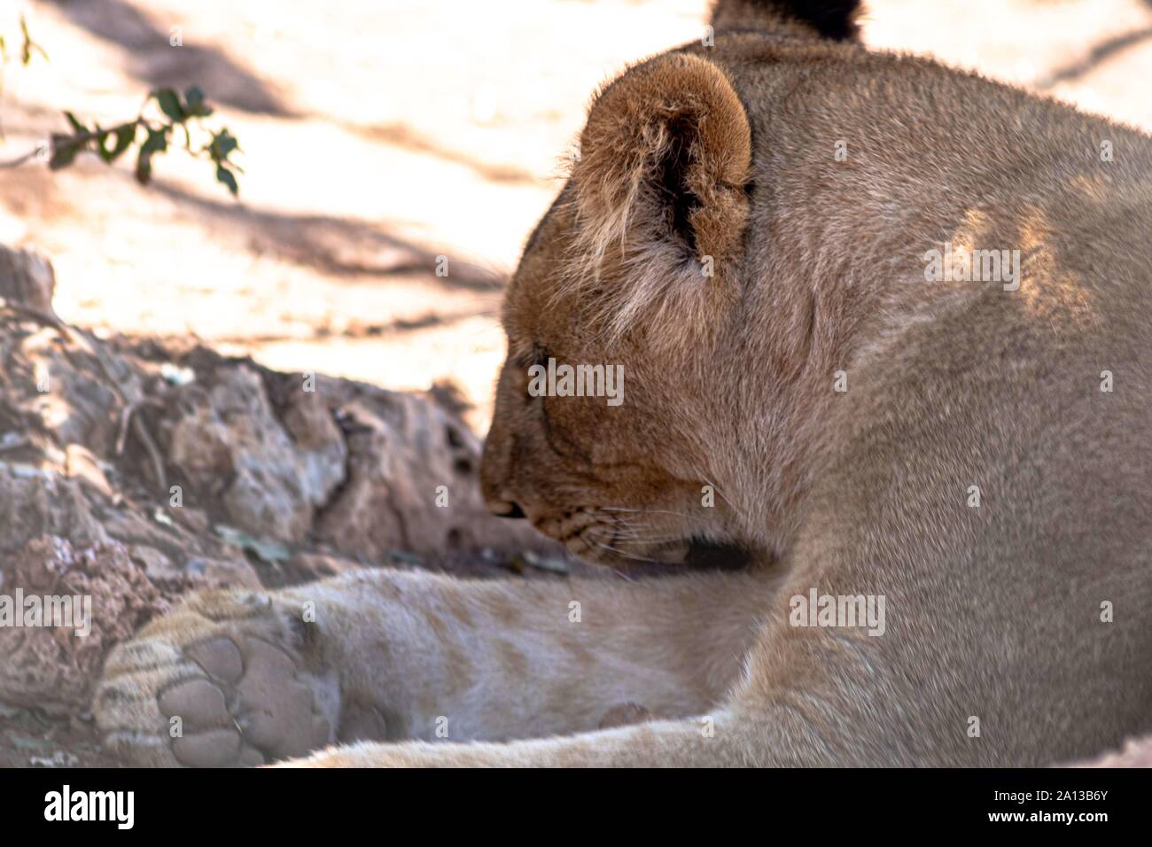 Projekt der Prinzessin unter anderem vier Pfoten Stiftung und dem Haschemitischen Königreich Jordanien zwischen drei Kontinenten, die Jordanien ein reichhaltiges biod-befindet. Stockfoto