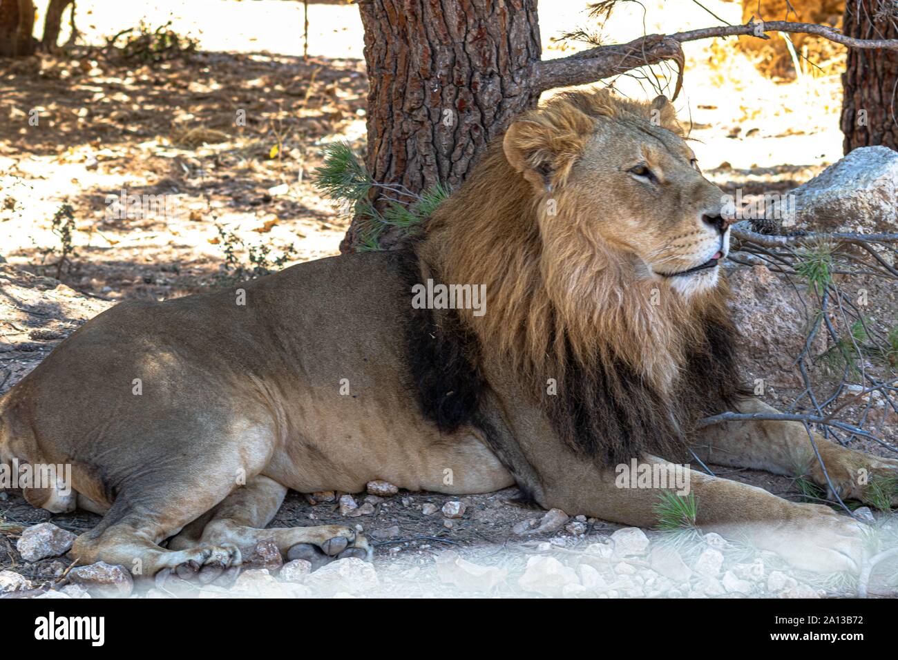 Projekt der Prinzessin unter anderem vier Pfoten Stiftung und dem Haschemitischen Königreich Jordanien zwischen drei Kontinenten, die Jordanien ein reichhaltiges biod-befindet. Stockfoto