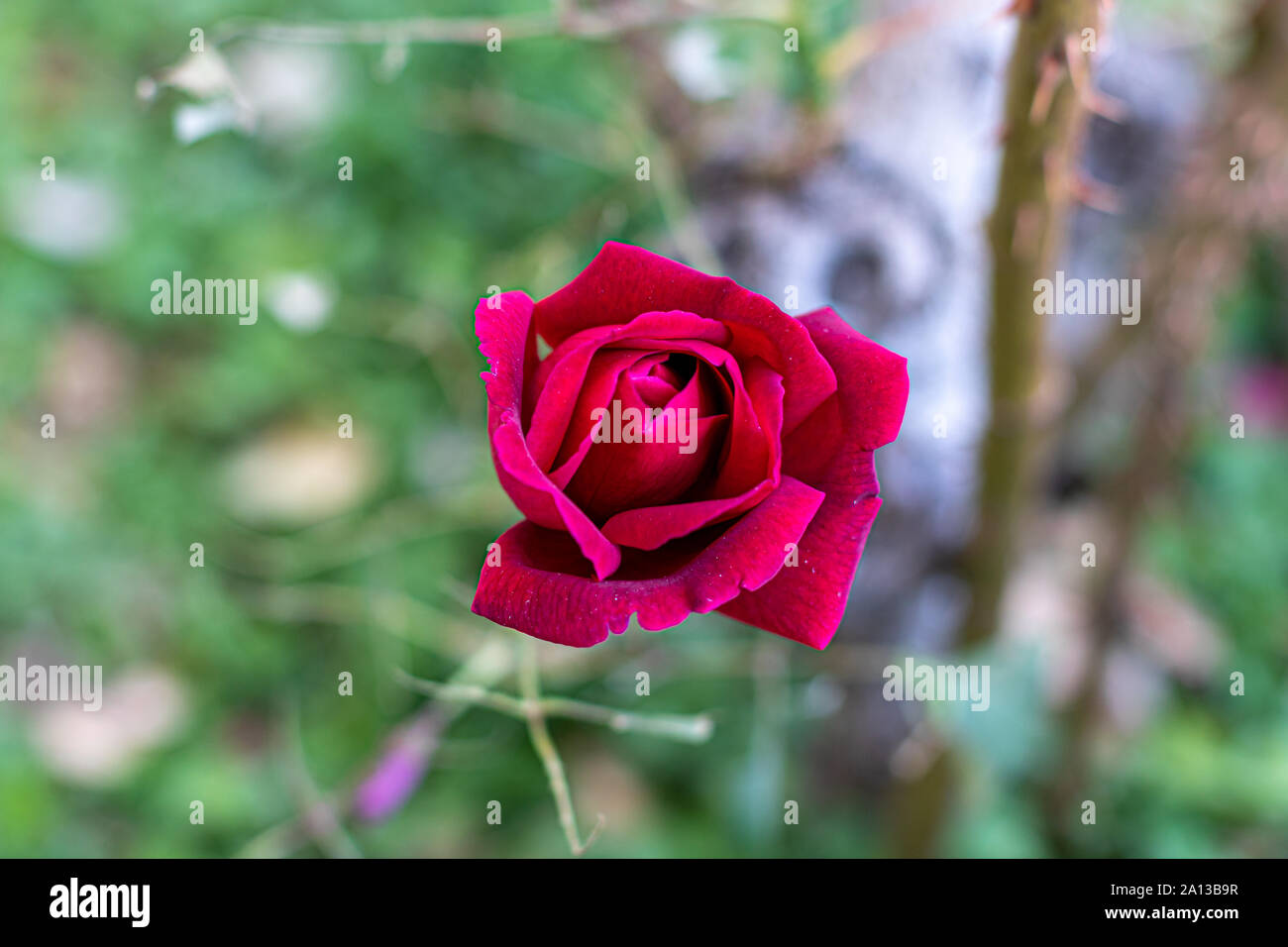 Red Rose, Baum, Natur, Wald, Garten, Blume in den grünen Garten Stockfoto